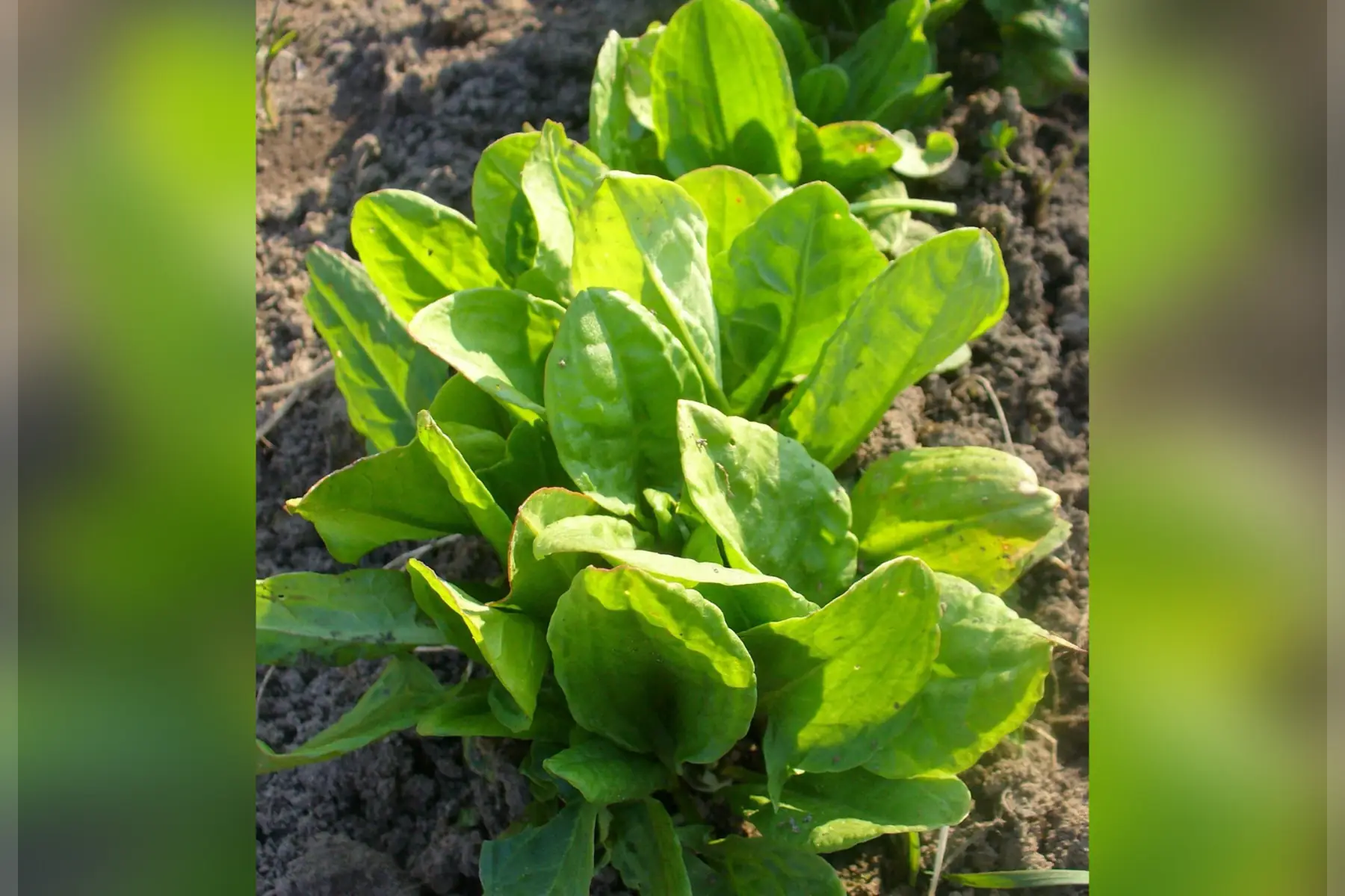 plant oseille