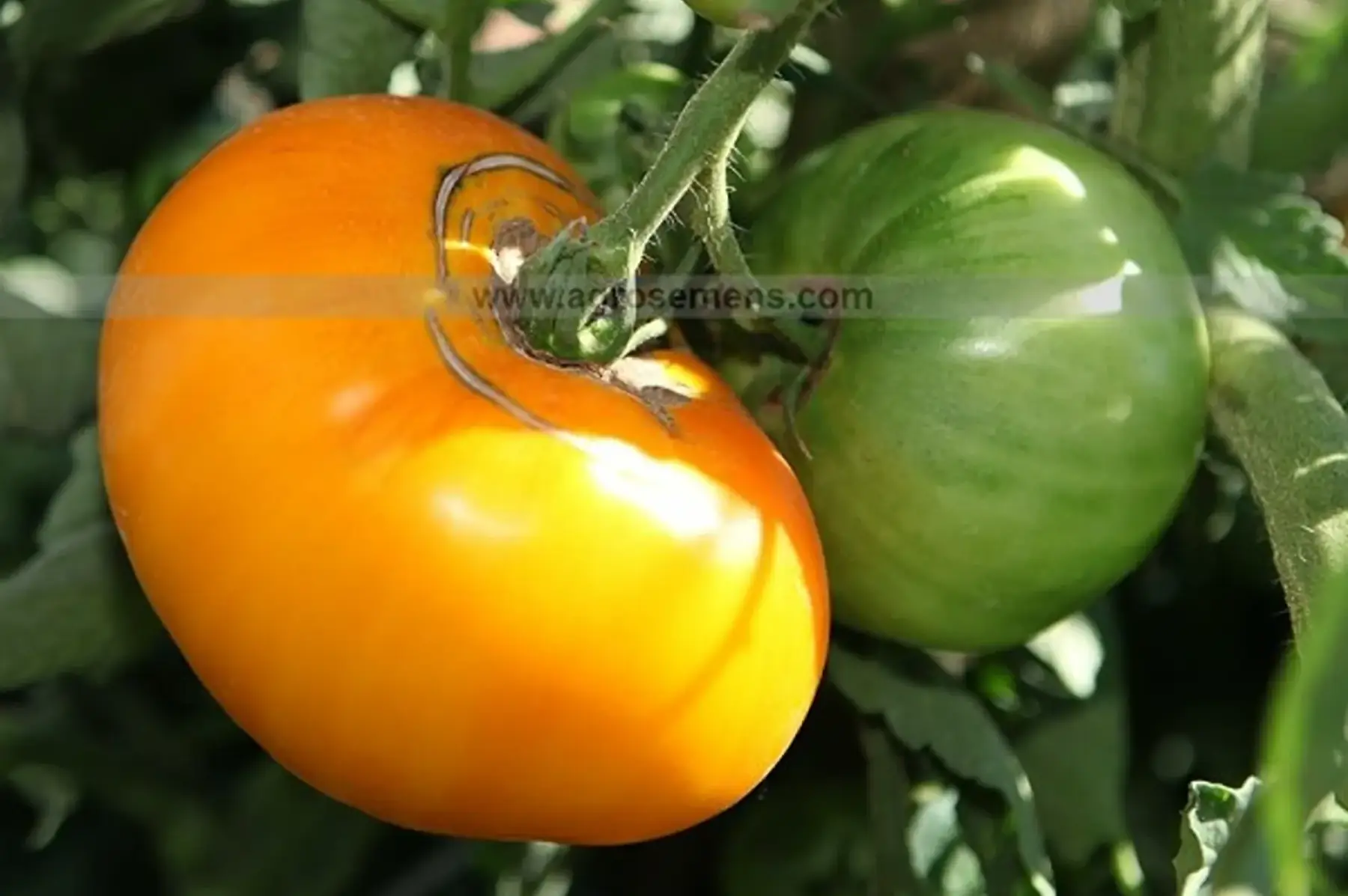plant de tomate brandywine jaune
