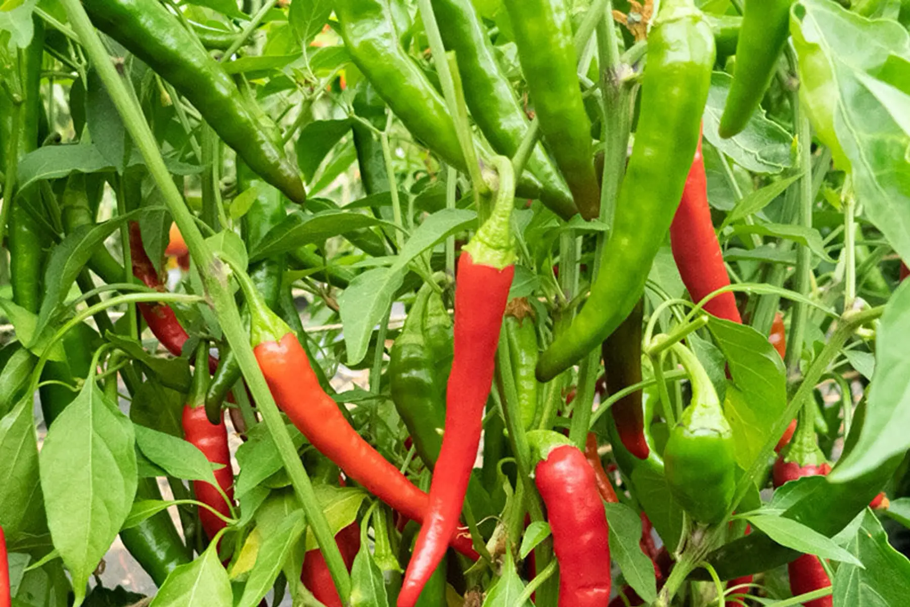 piments de cayenne, 100g