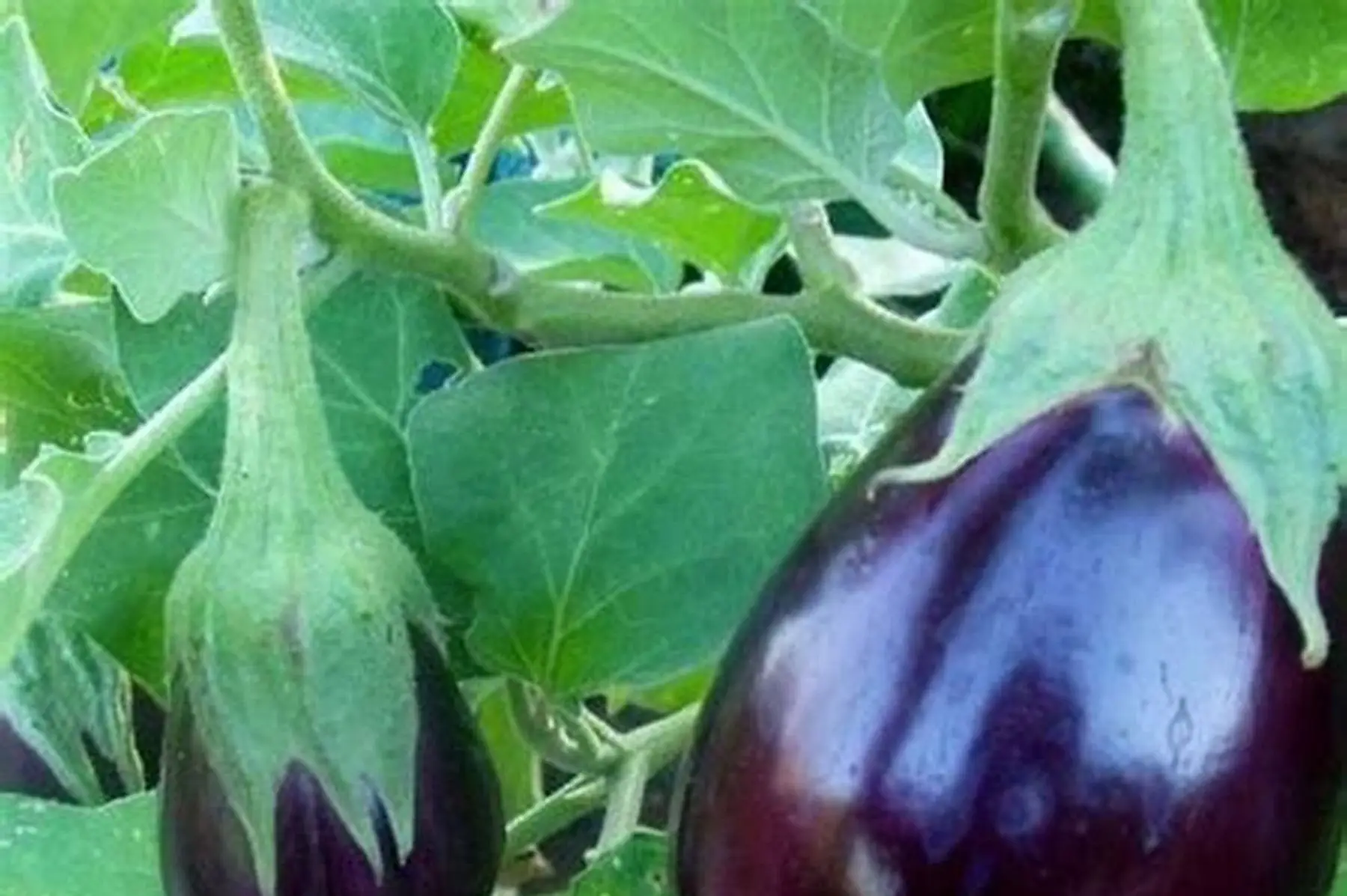 plant d'aubergine black beauty