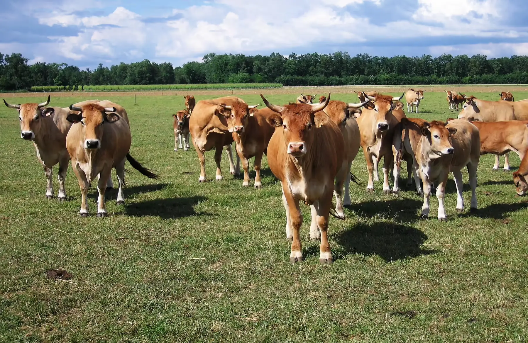 colis de boeuf mixte , prix au kg