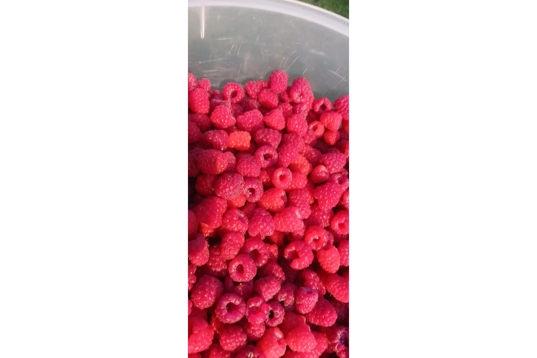 framboises