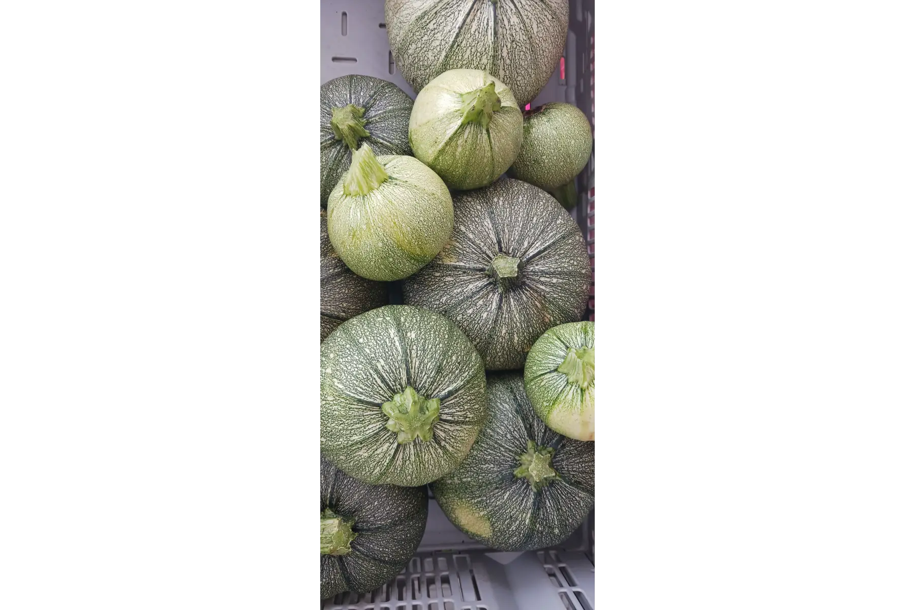 Courgette ronde de Nice