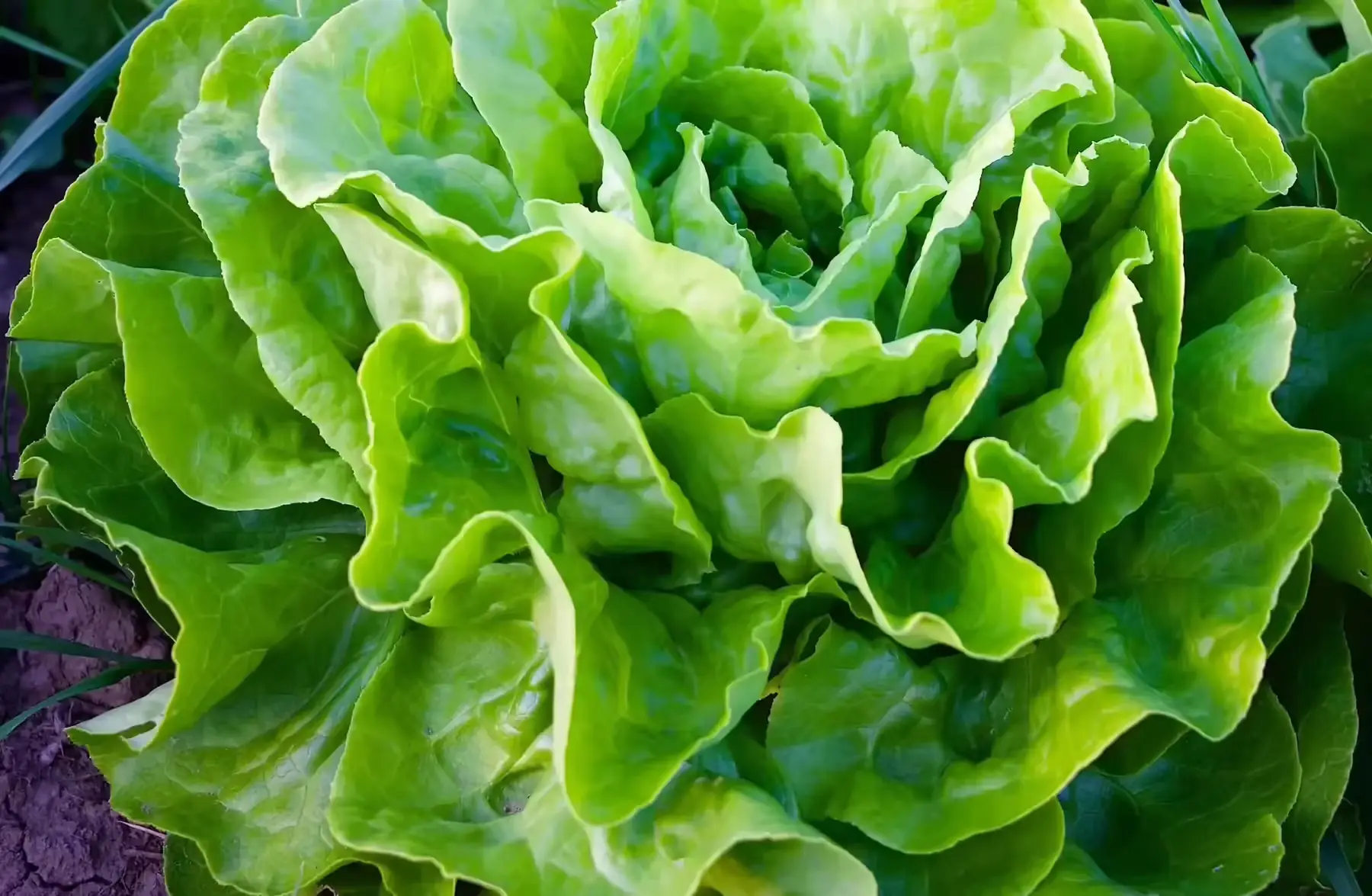 salade