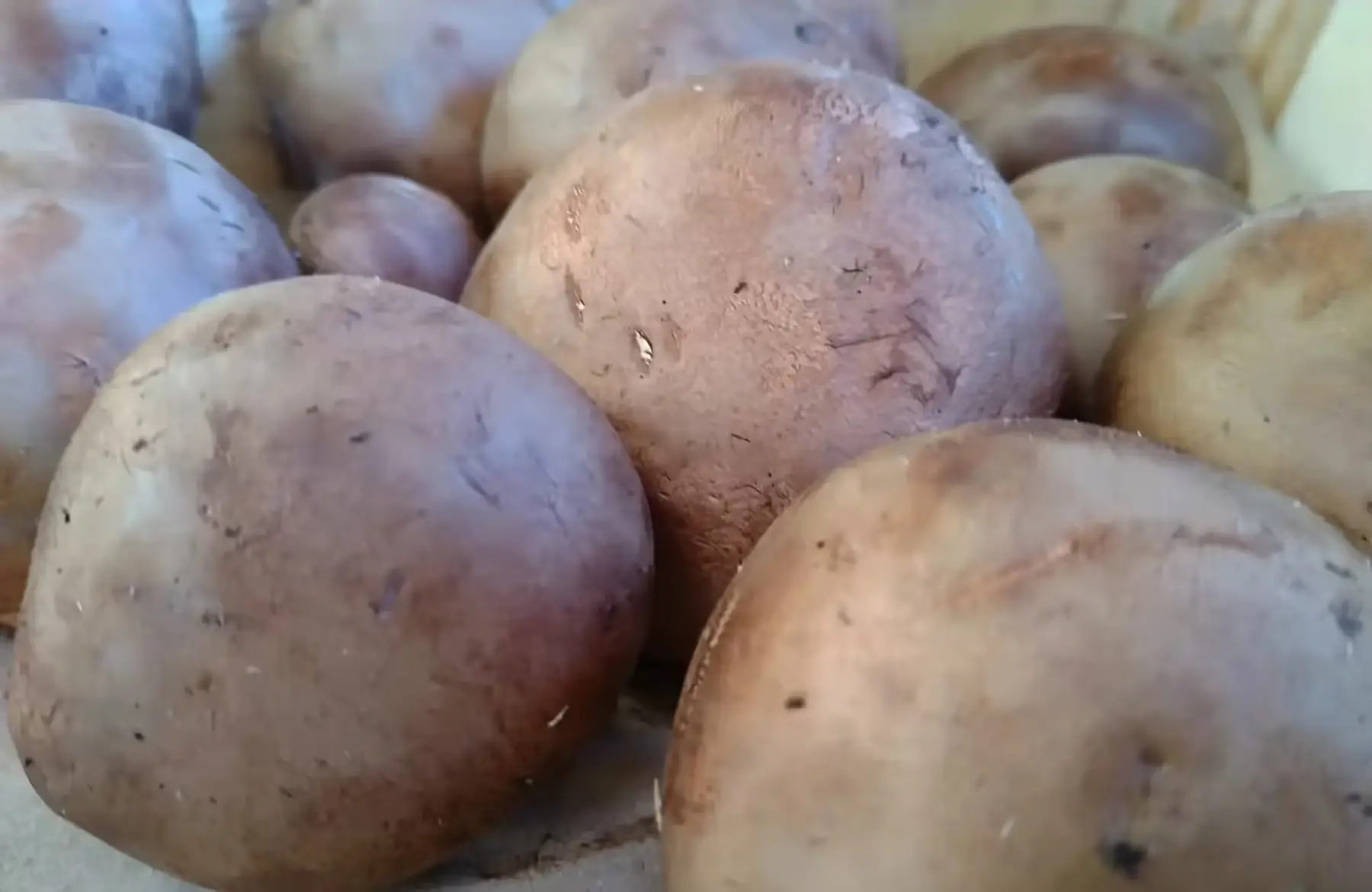 champignons