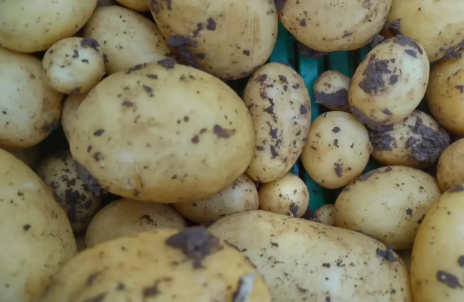 pomme de terre primeur bio maiwen