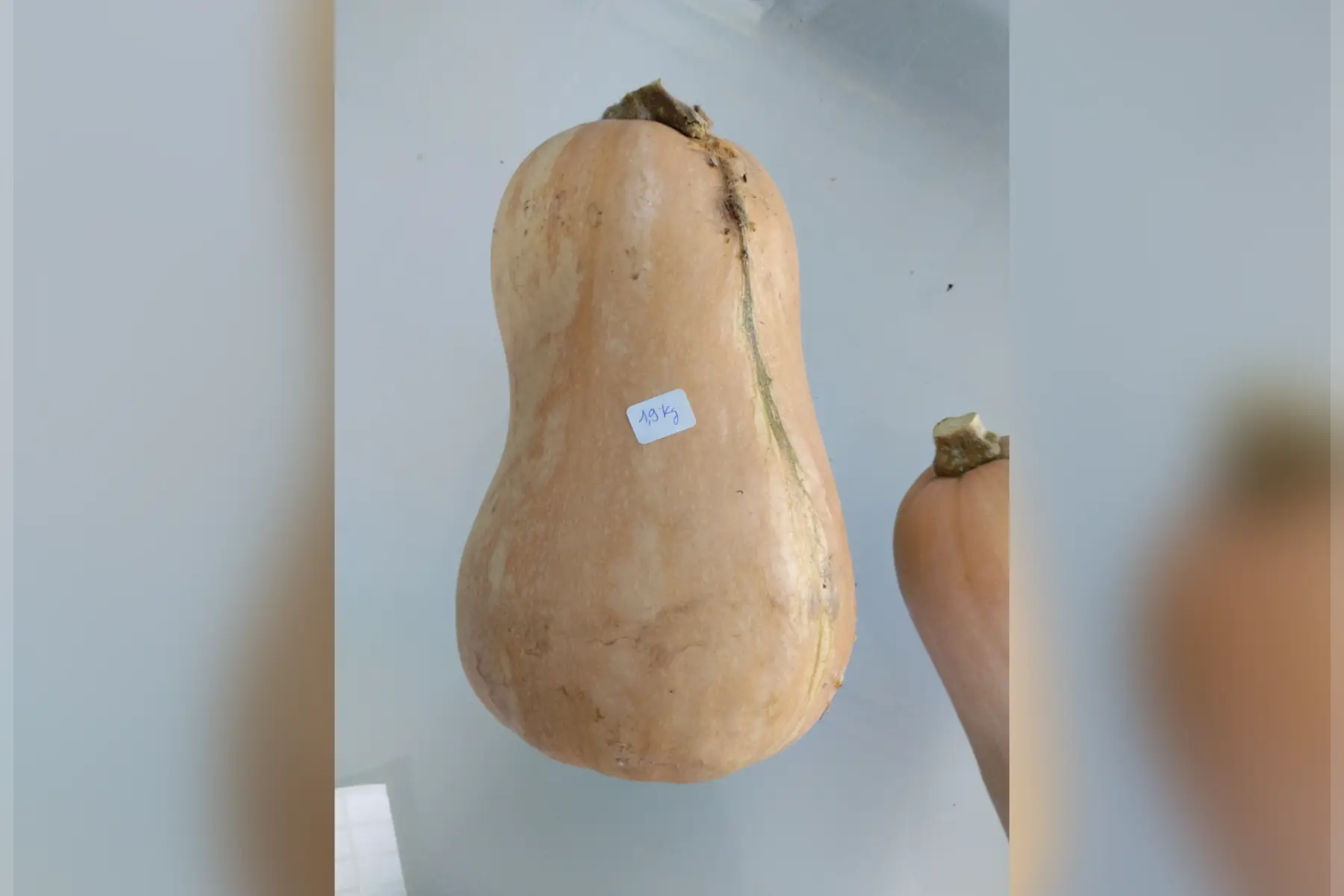 Courge butternut