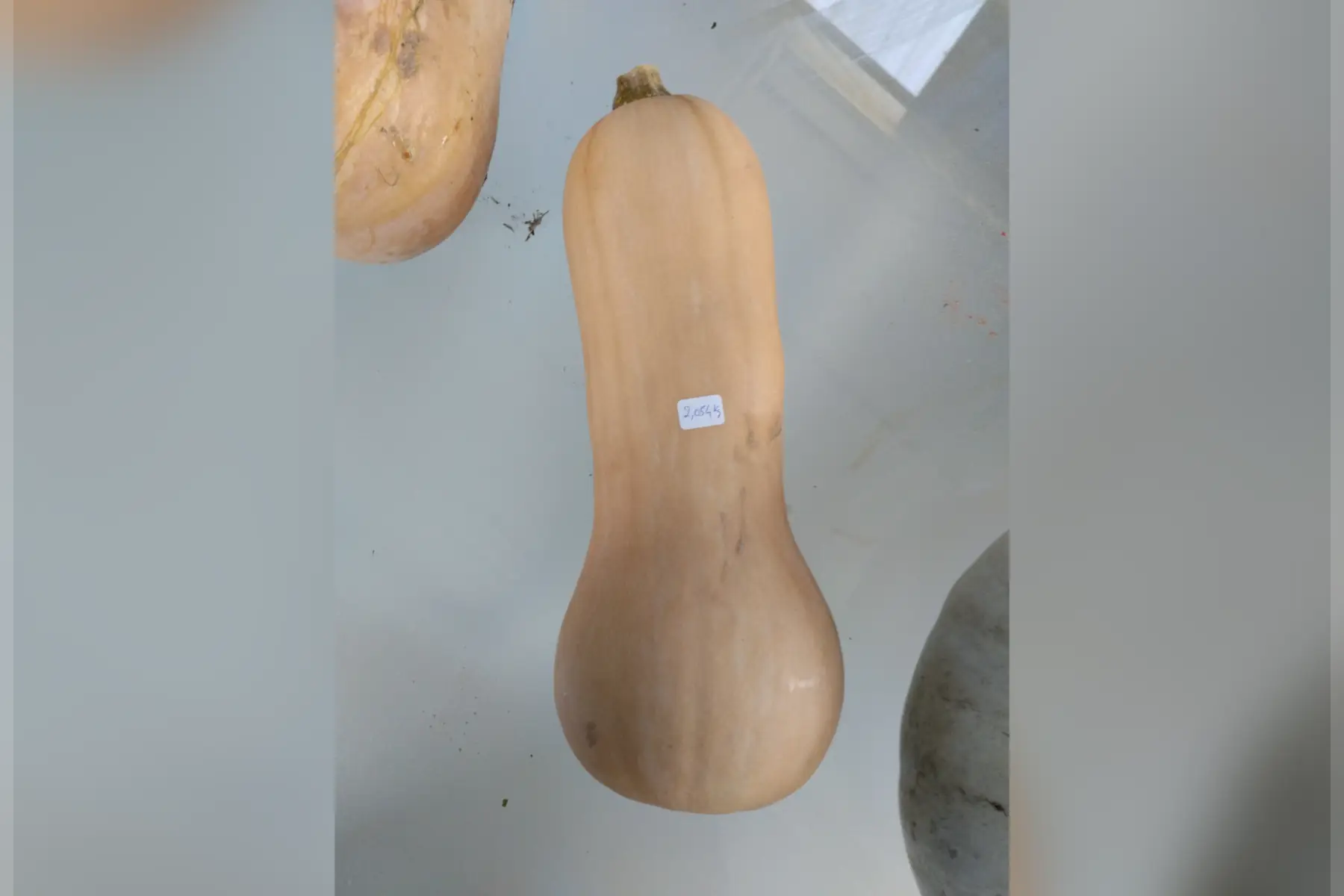 Courge butternut