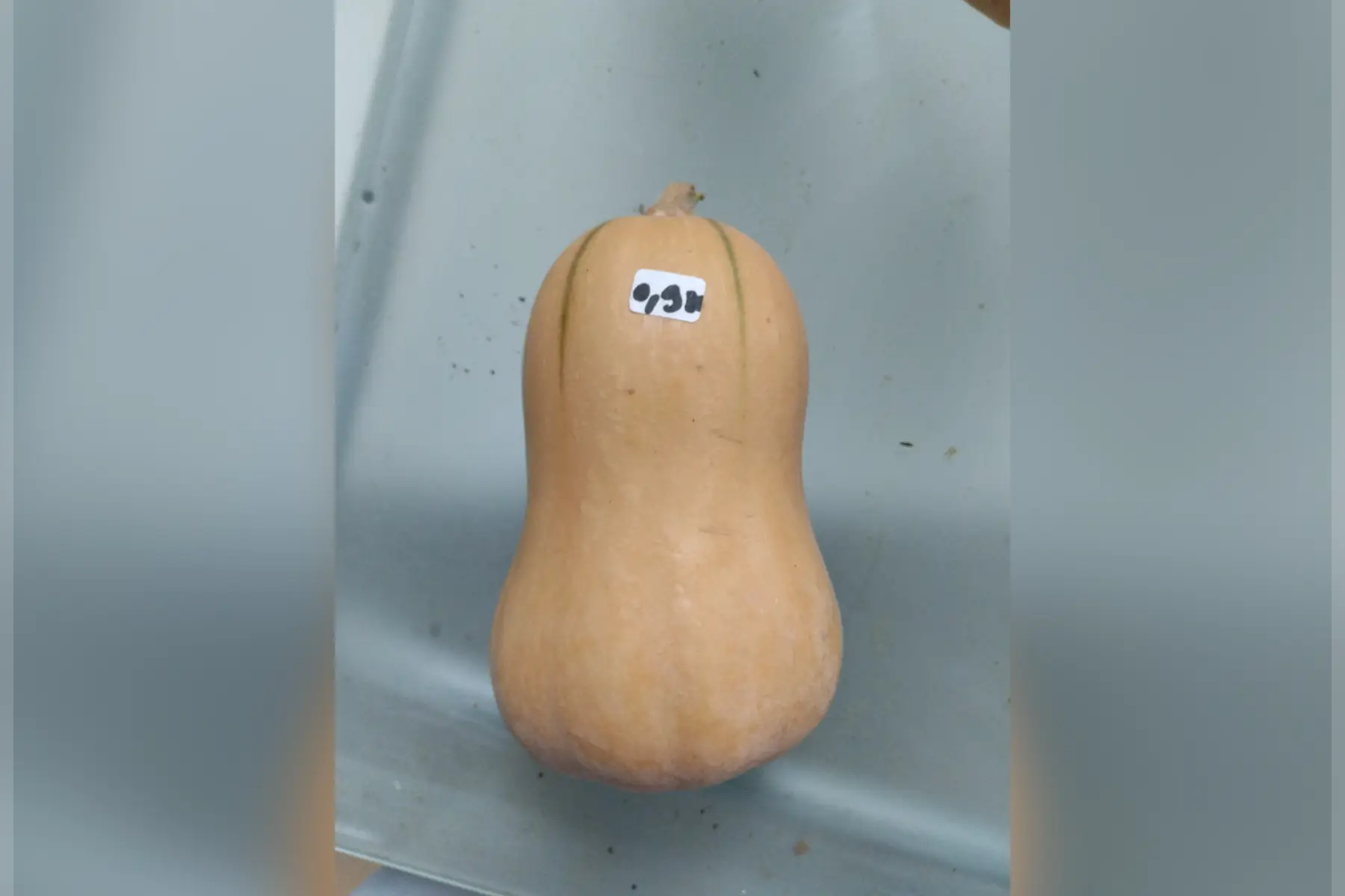 Courge butternut