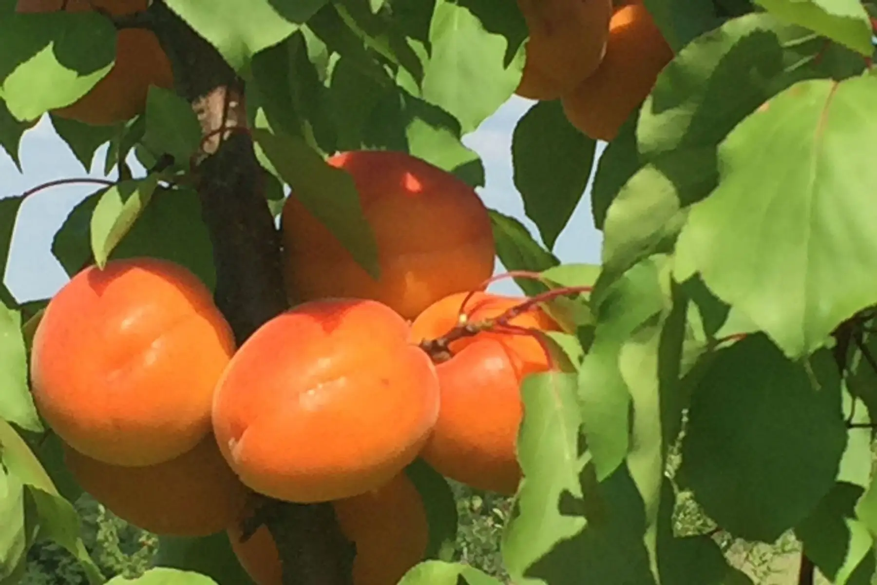 abricots