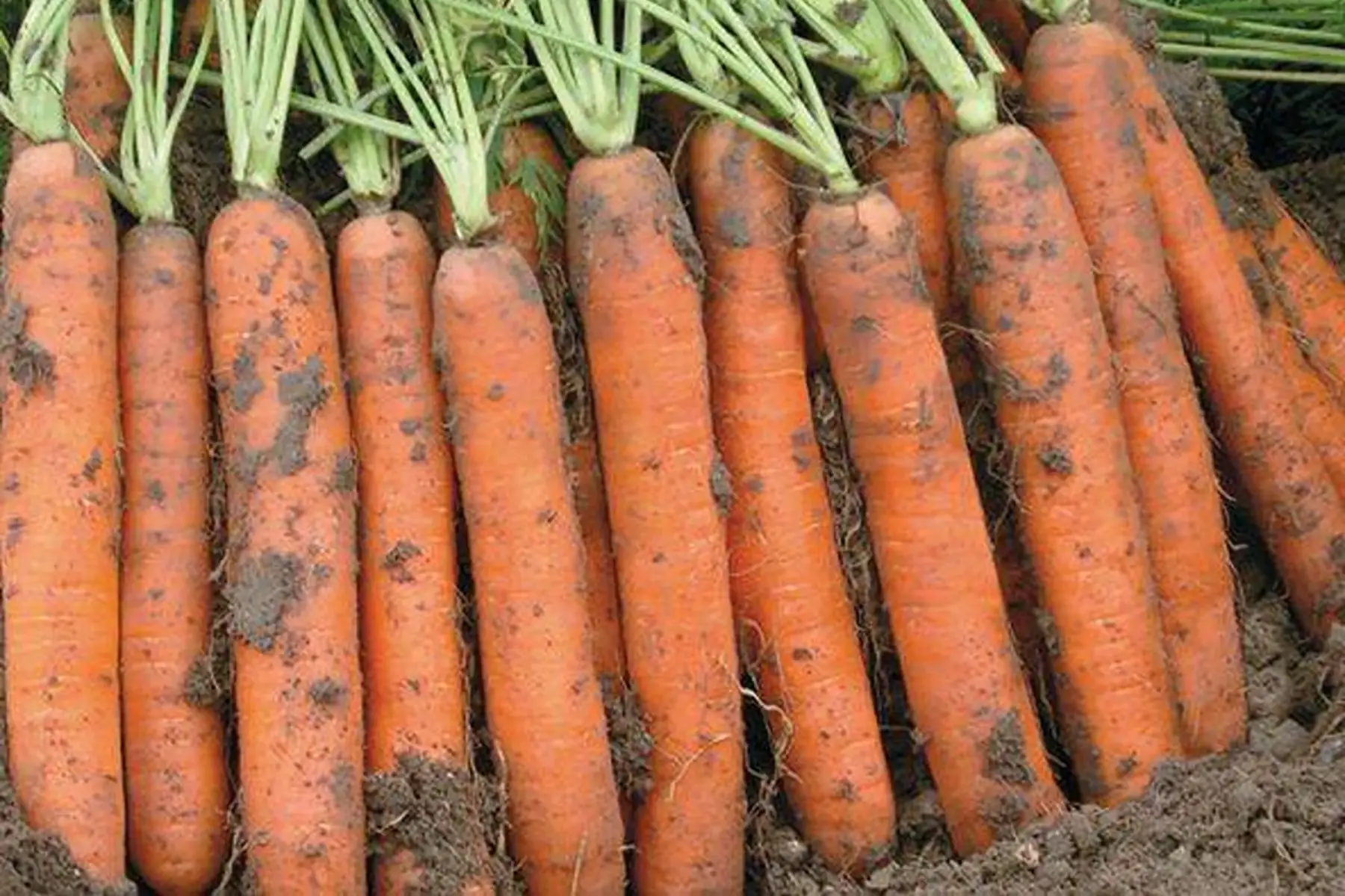 Le Jardin du Petit Posset