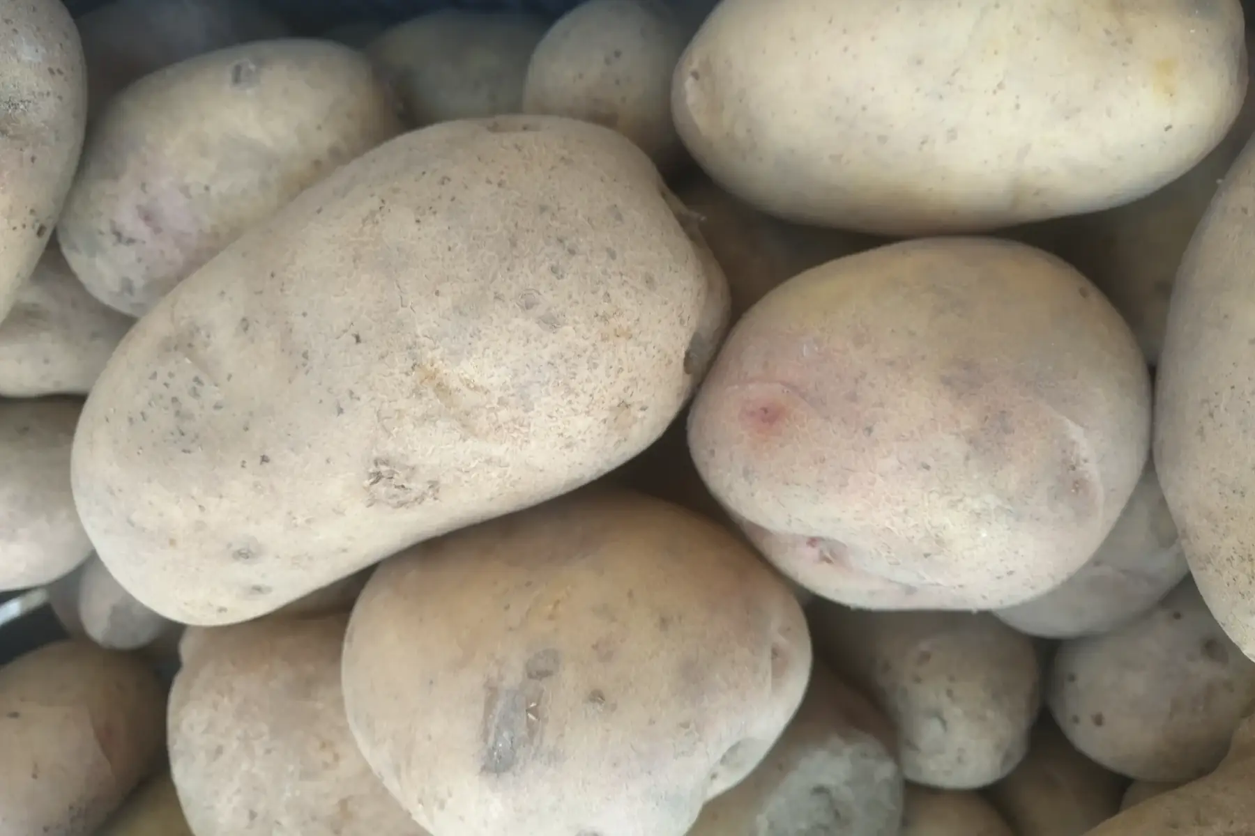 pomme de terre carolus