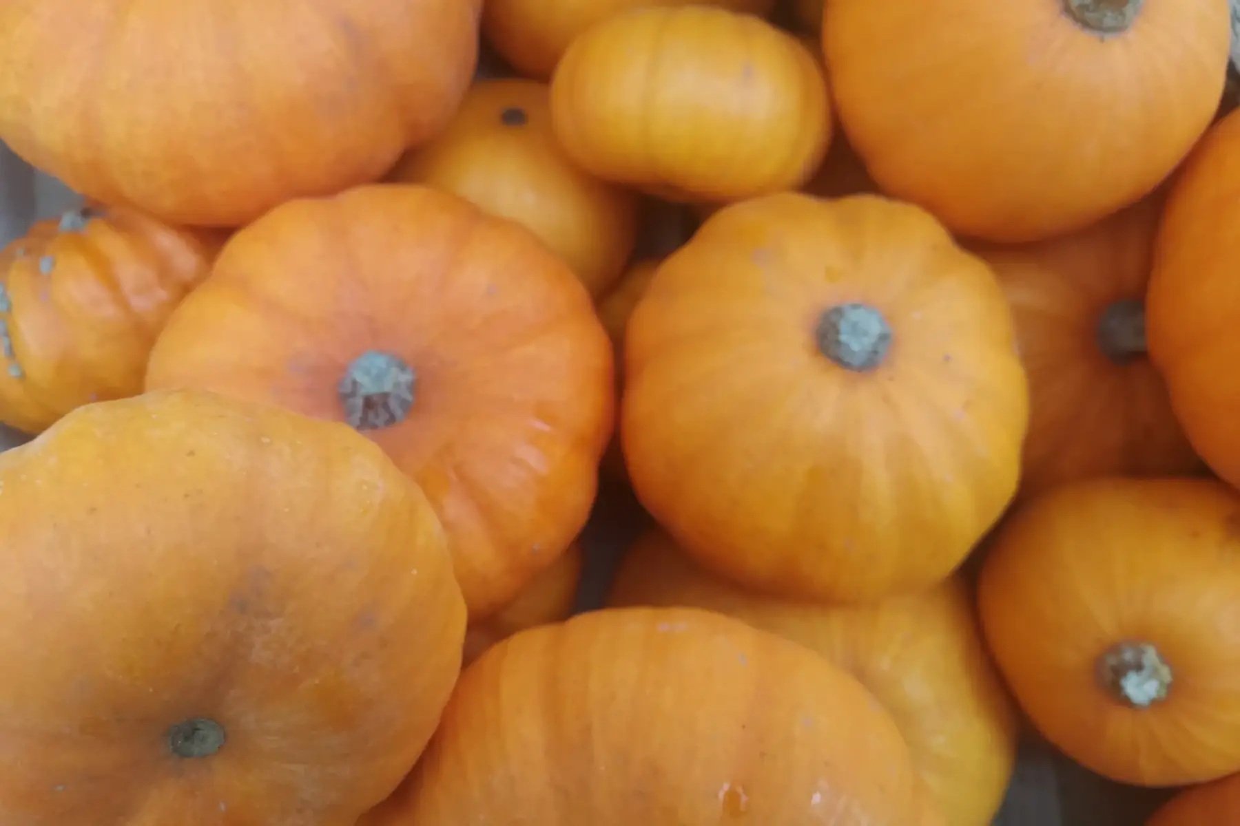 courge jack be litlle