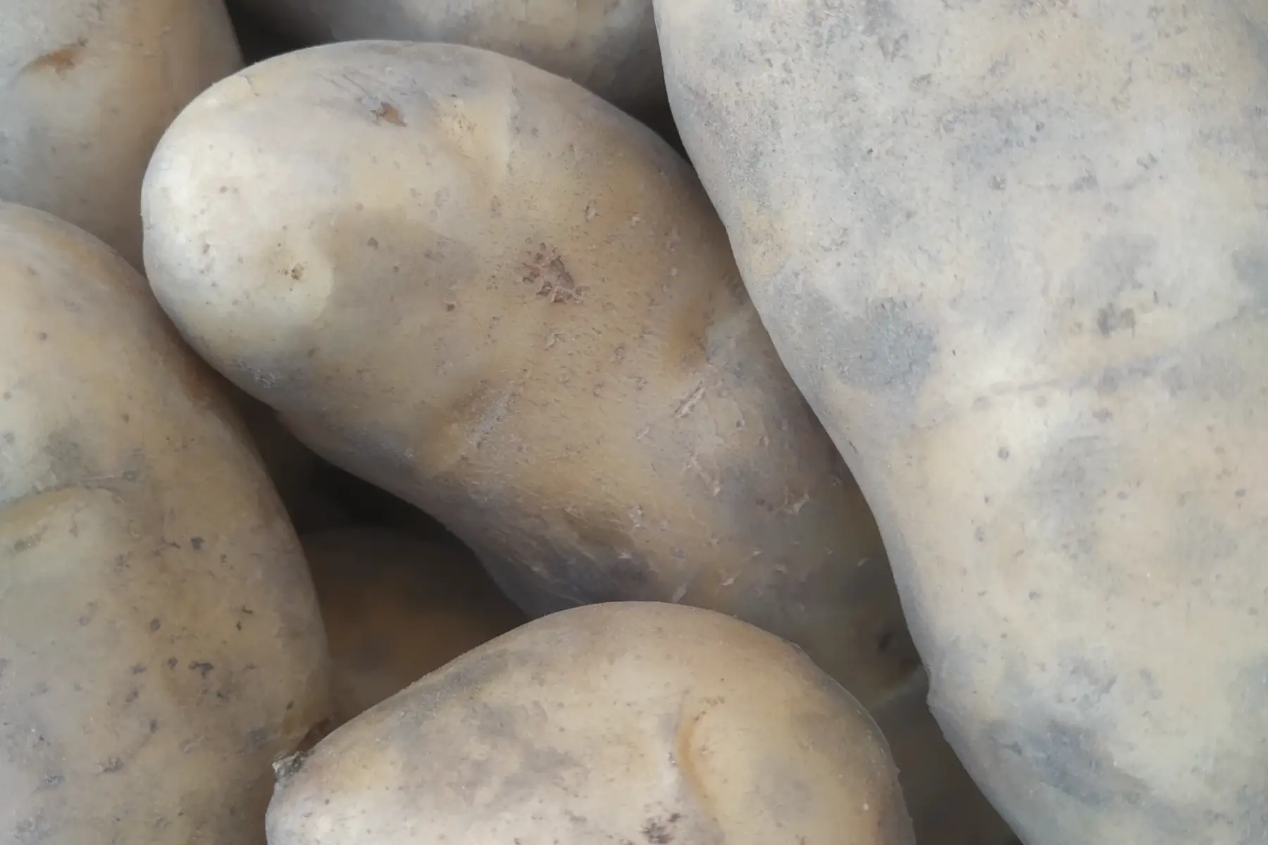 pomme de terre chair ferme (ditta ou allians)