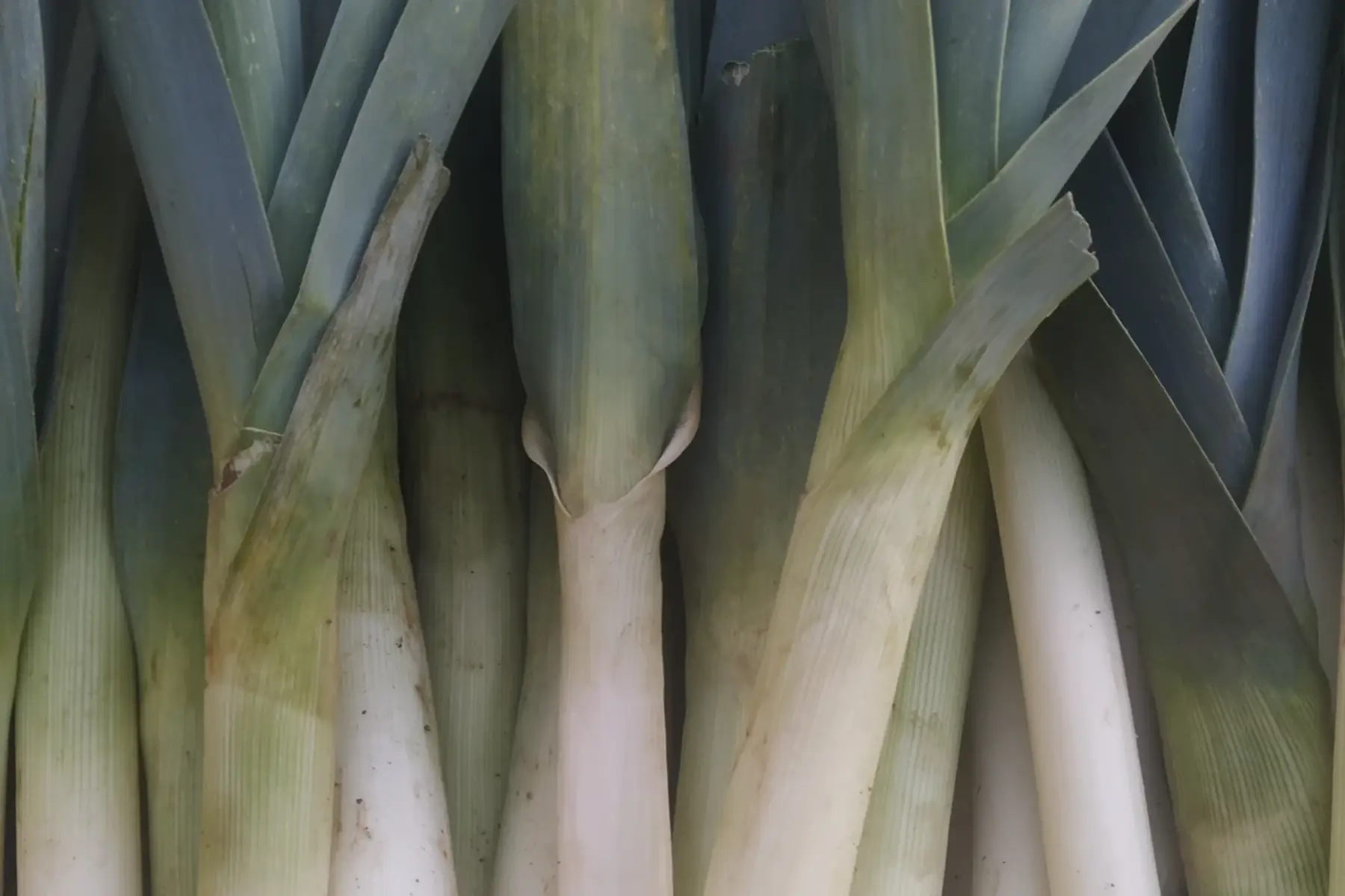 poireaux automne/hiver