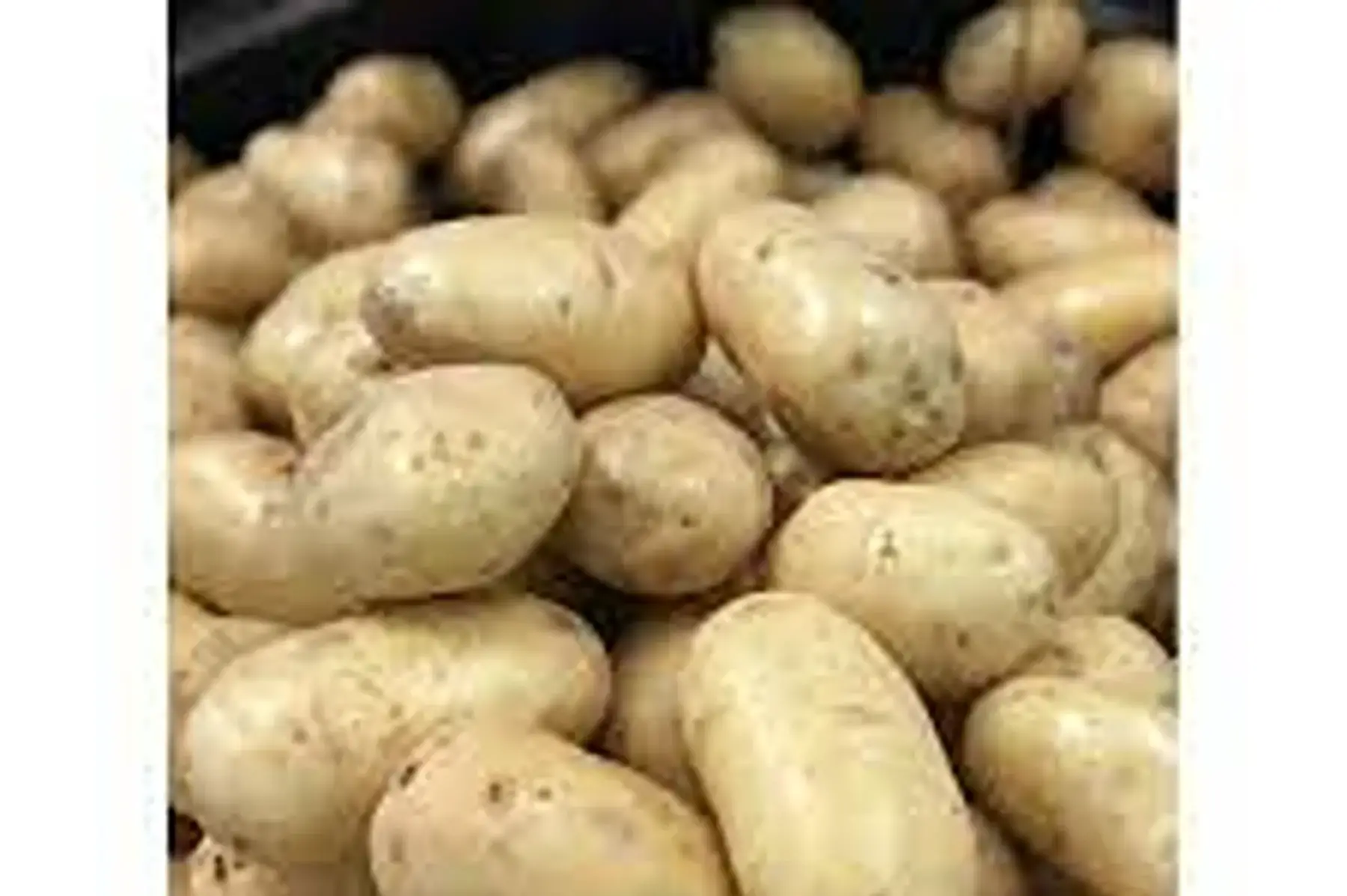 pomme de terre polyvalente