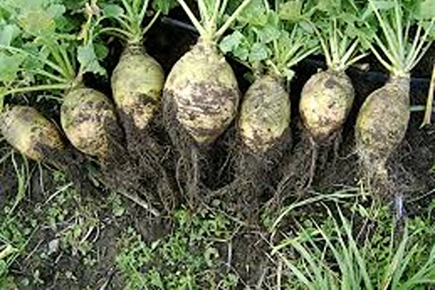 rutabaga