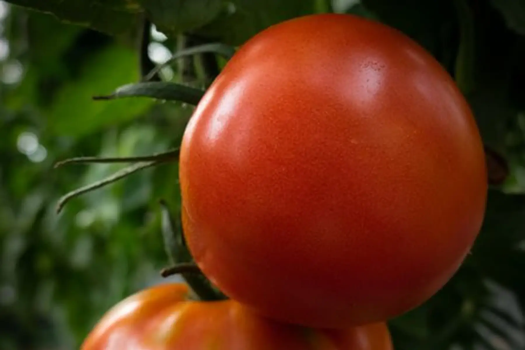 tomate ronde rouge