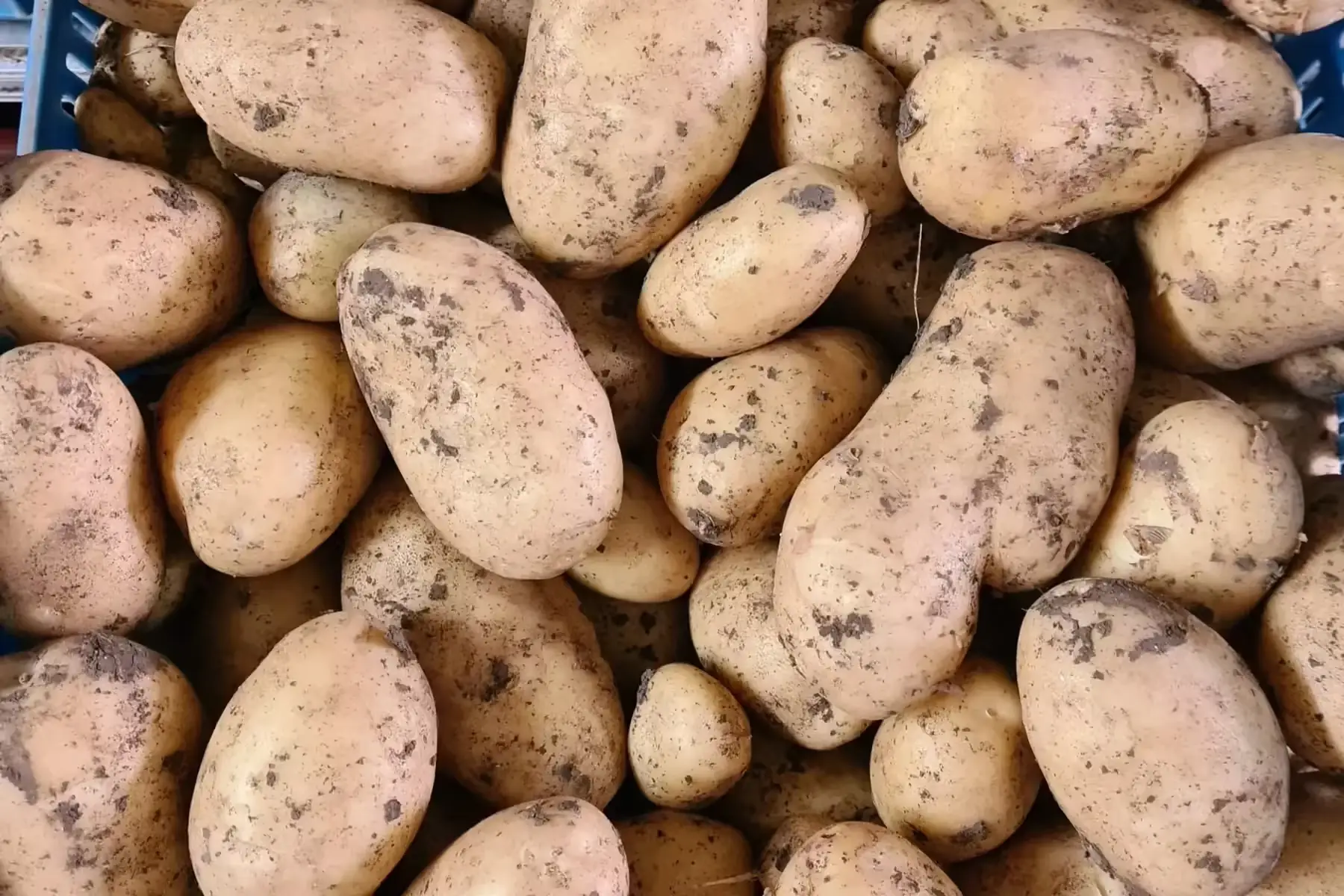 pomme de terre, variété marabel