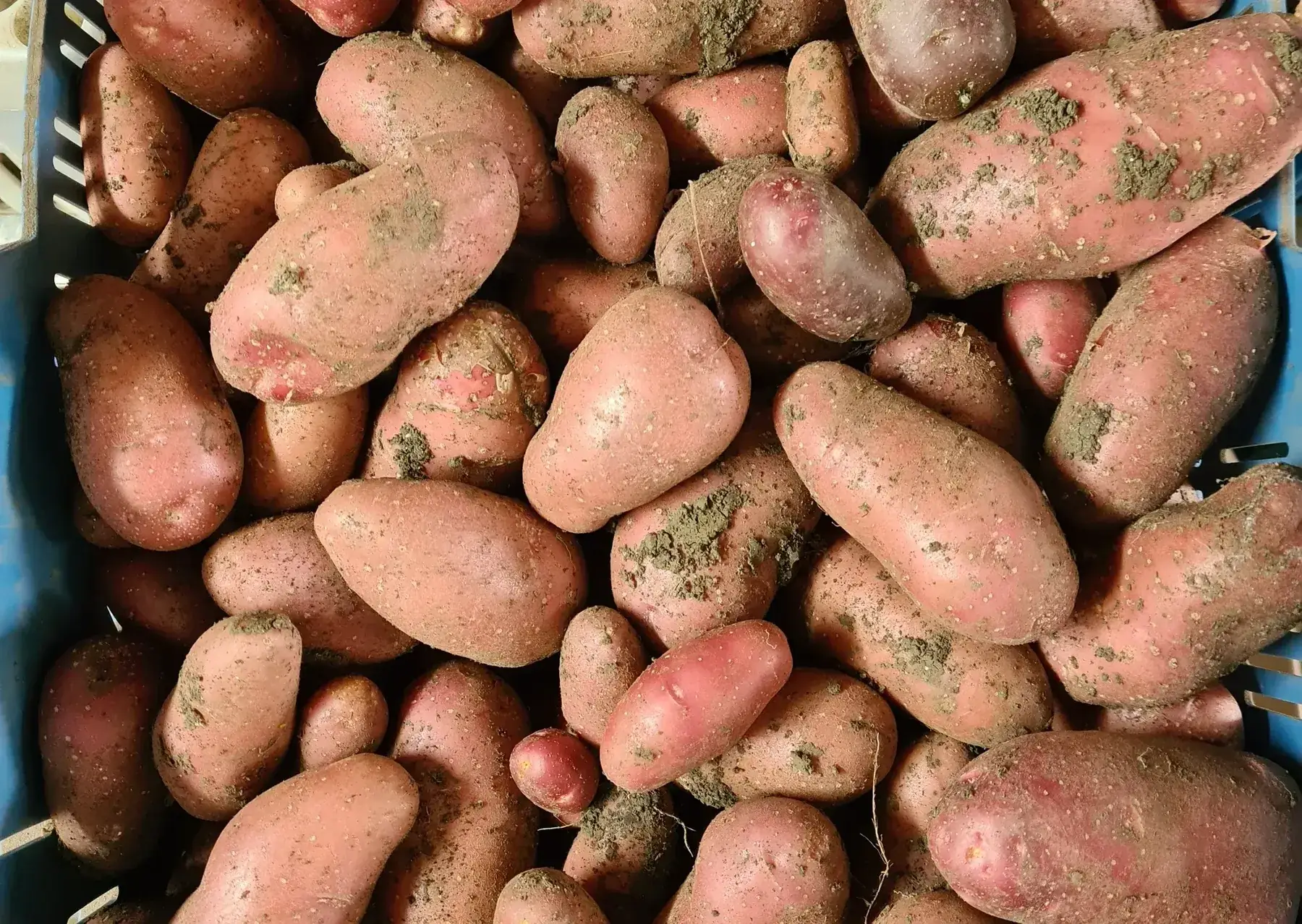 pomme de terre, variété valéry