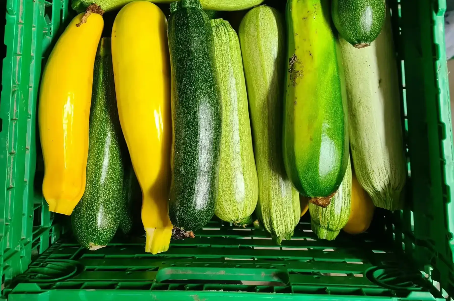 courgette jaune