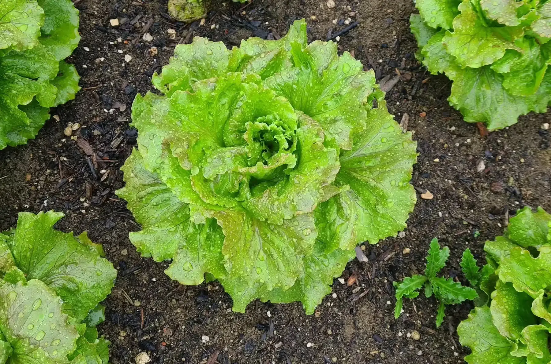 laitue batavia rouge