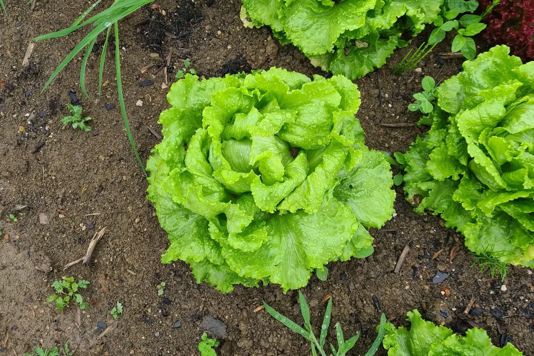 laitue batavia verte