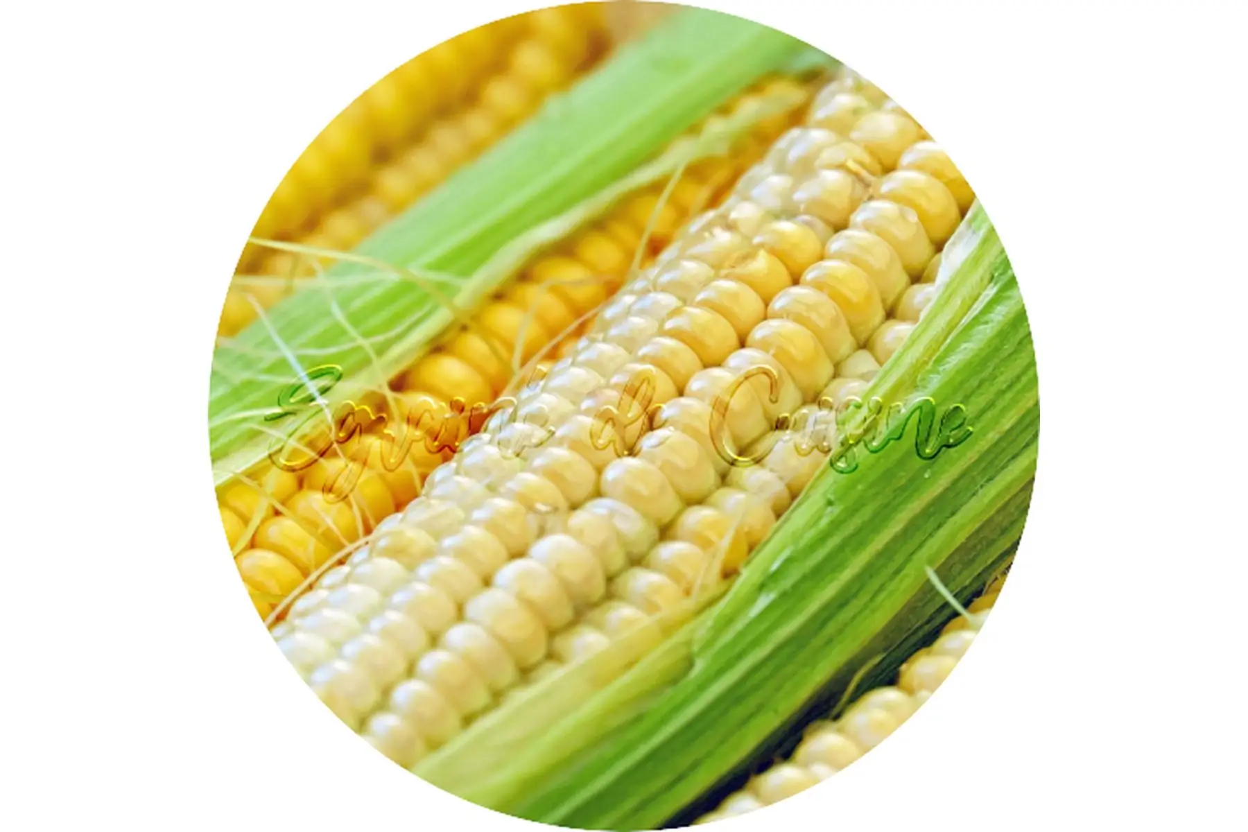 maïs doux