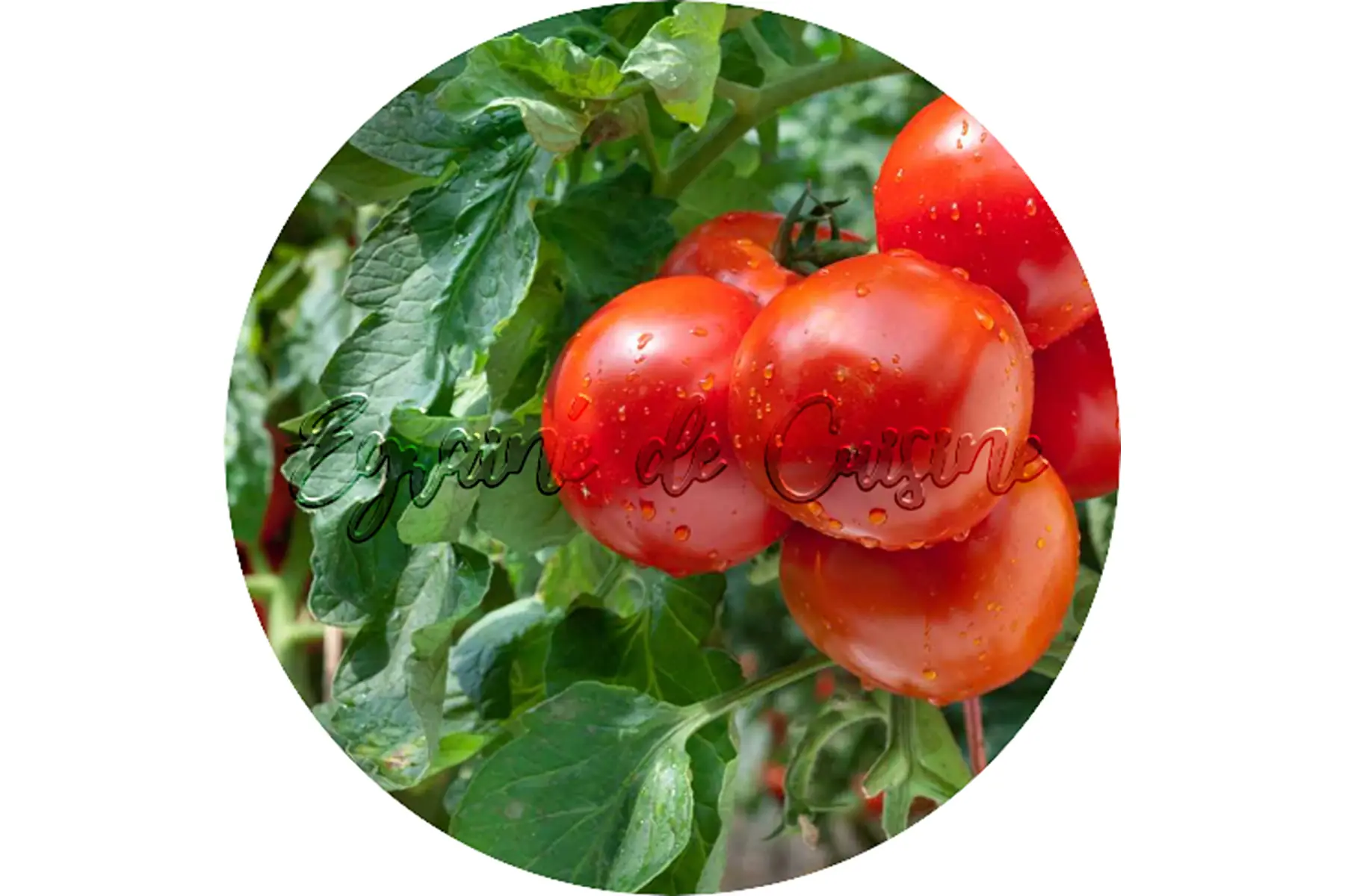 plant de tomate