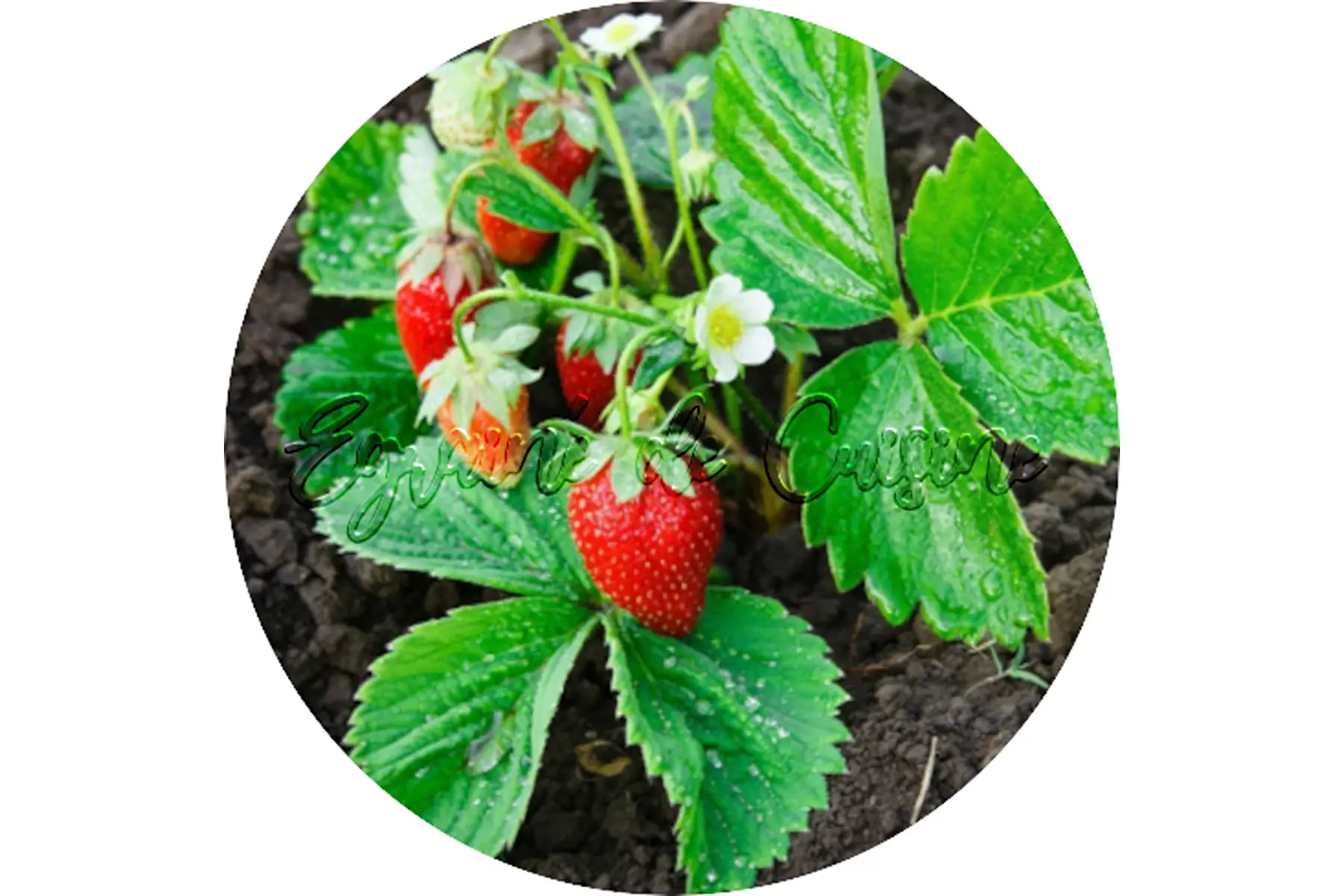 plant de fraisiers gariguette ou charlotte (racines nues)