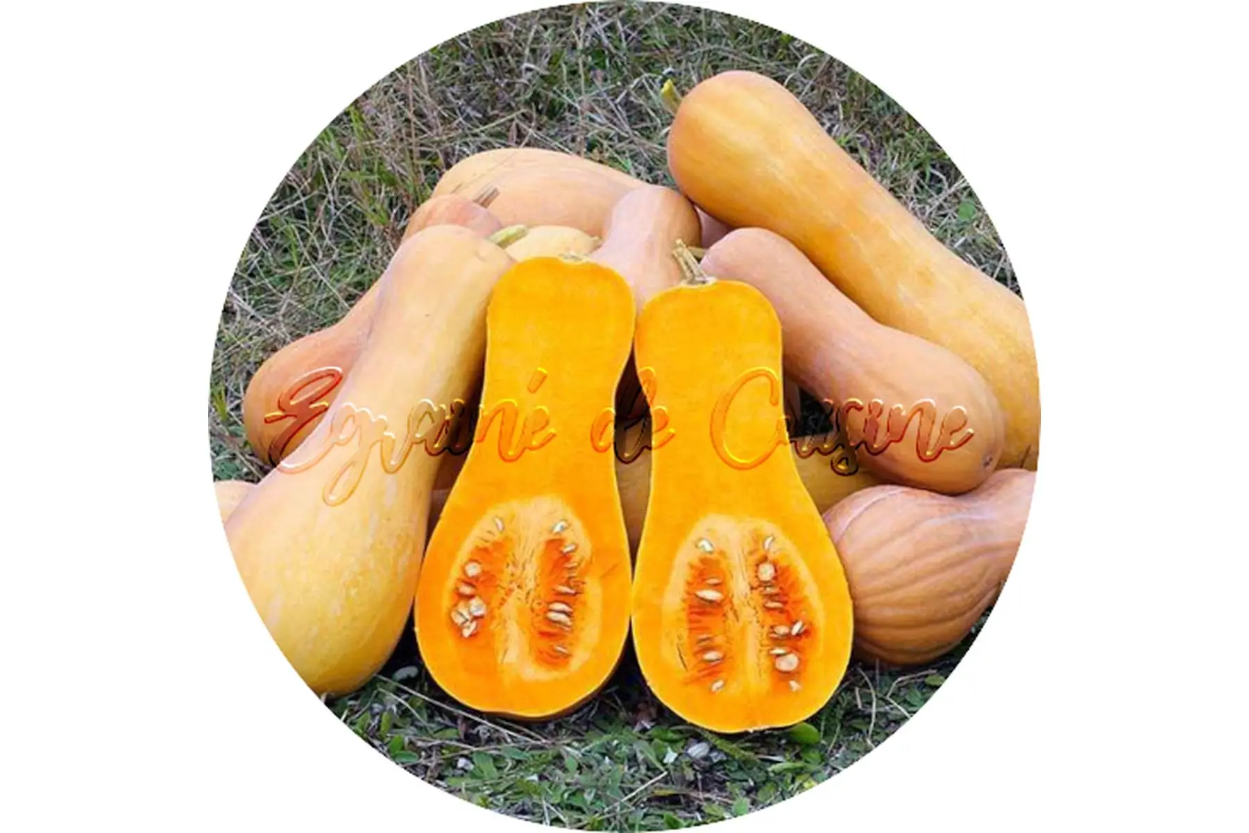 butternut sucrine du berry