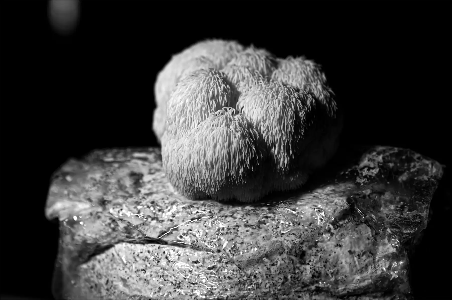 Hydne hérisson/crinière de lion