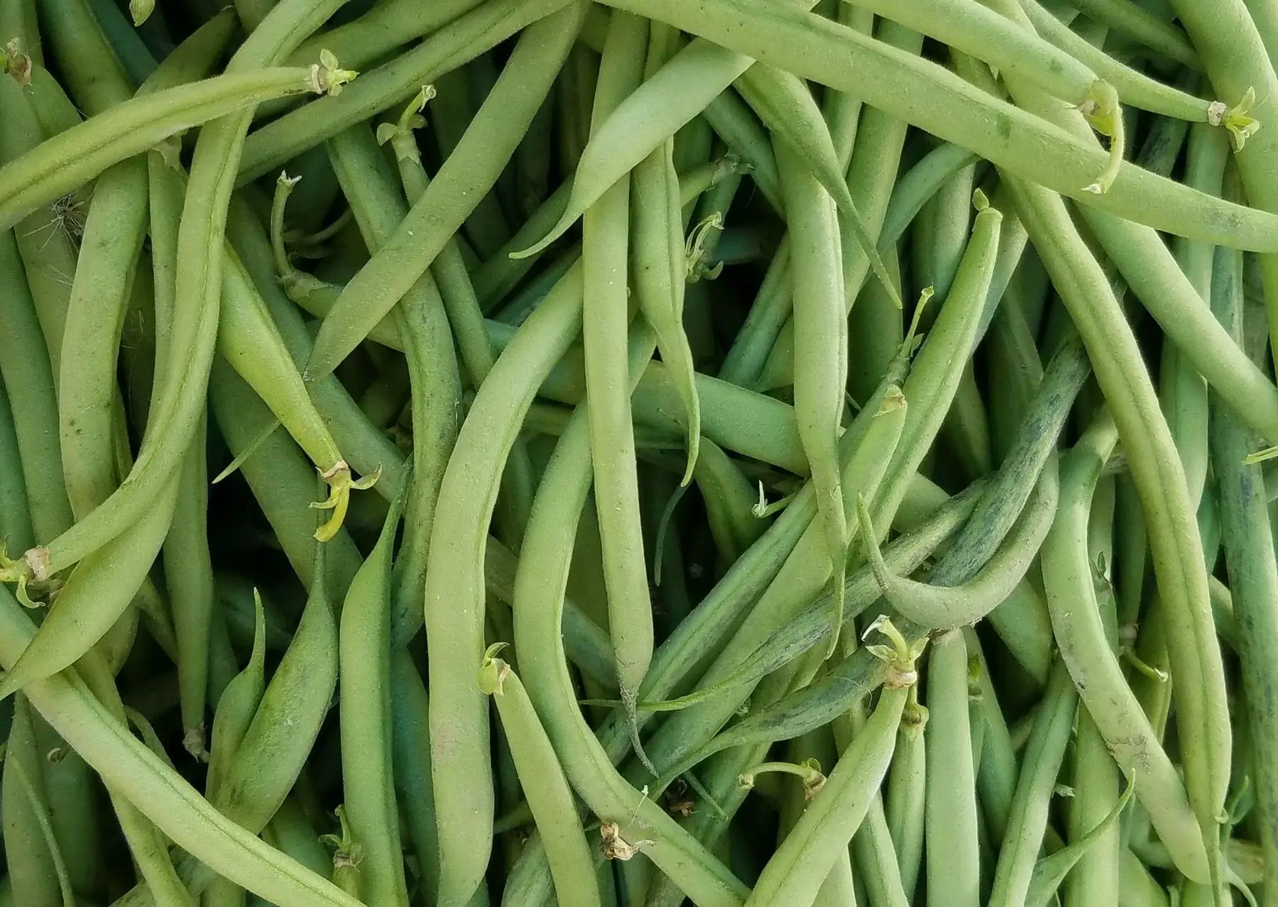 haricots verts ab