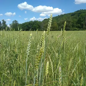 Fournil de Cantalauze - les Pains Bêches