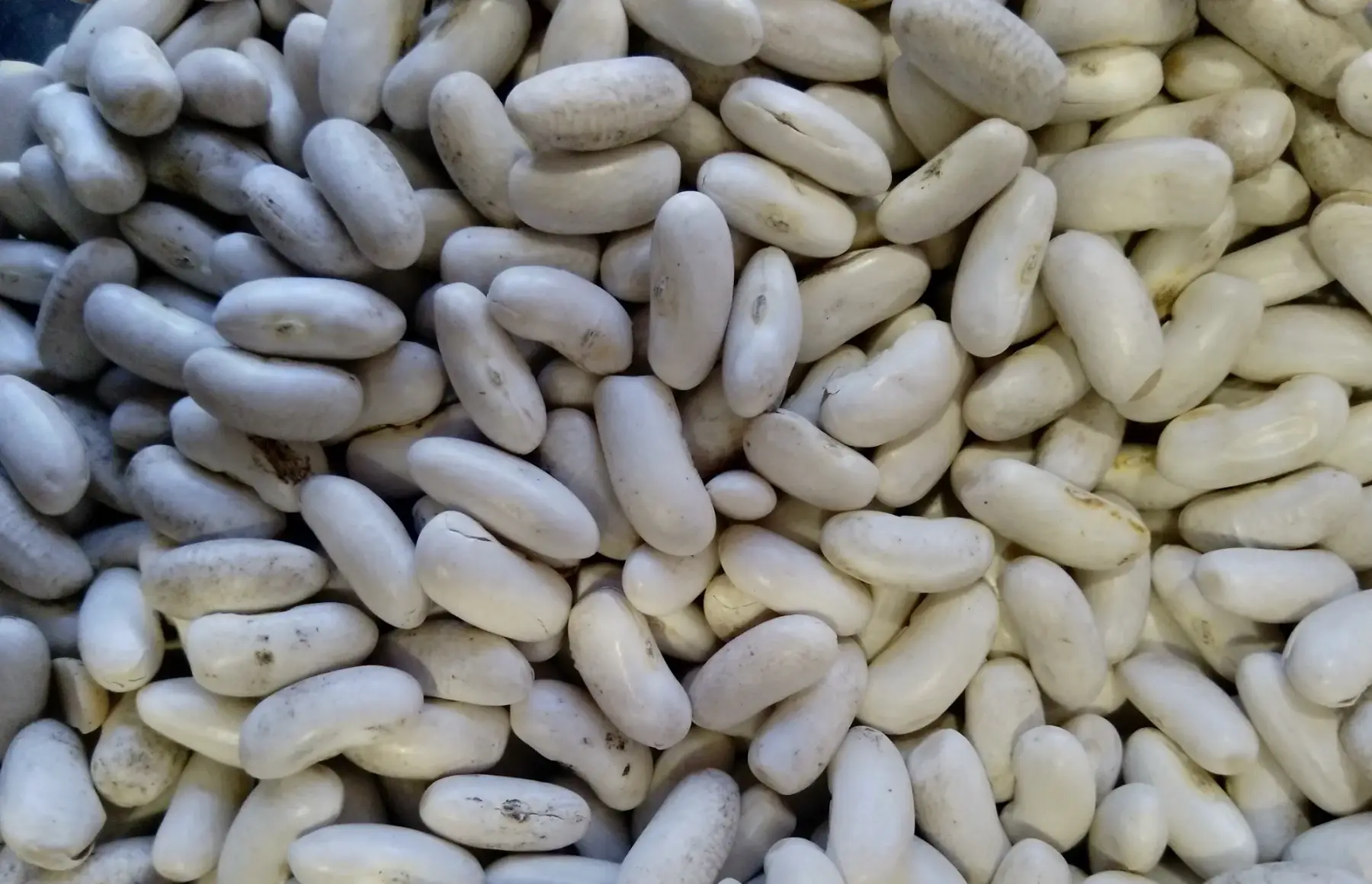 légumes secs : haricots lingots