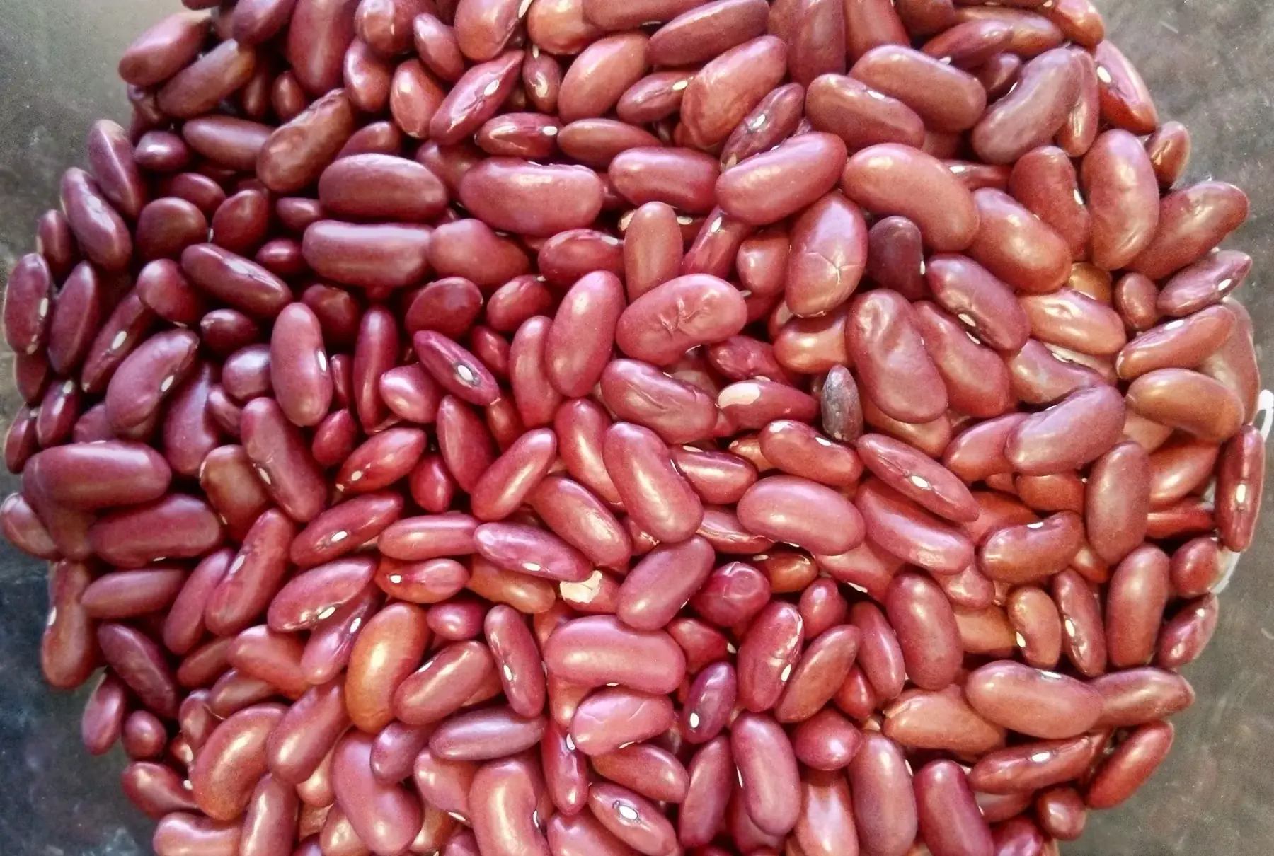 légumes secs : haricots rouges