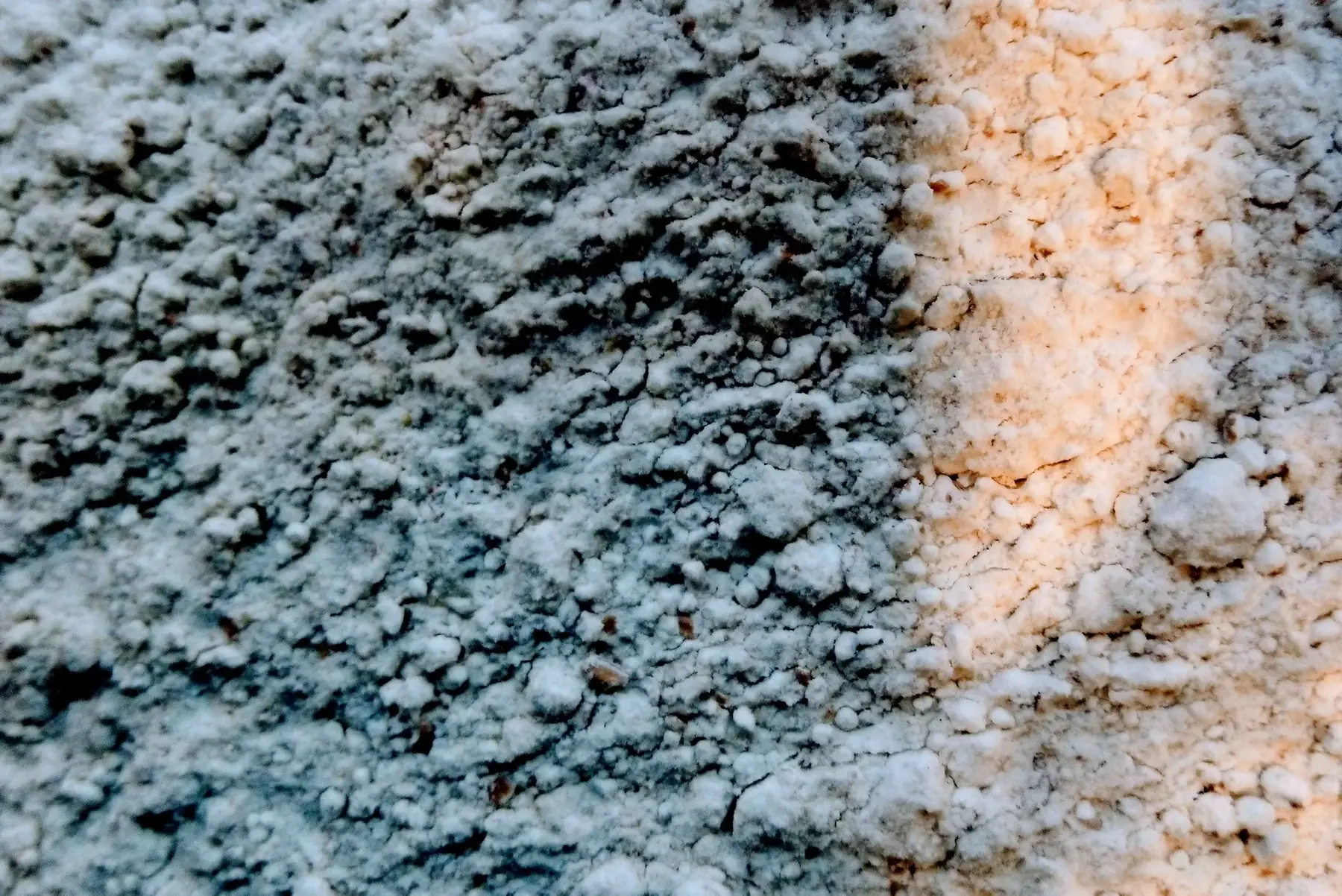 farine d'épautre t110 (semi complète)