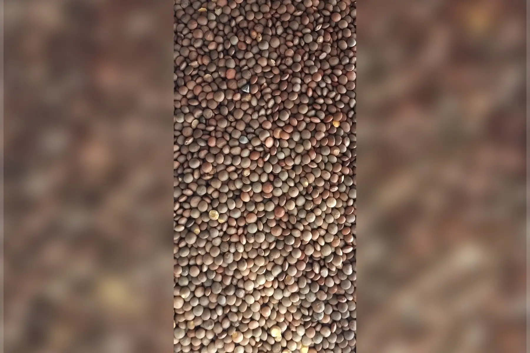 légumes secs : lentilles blondes