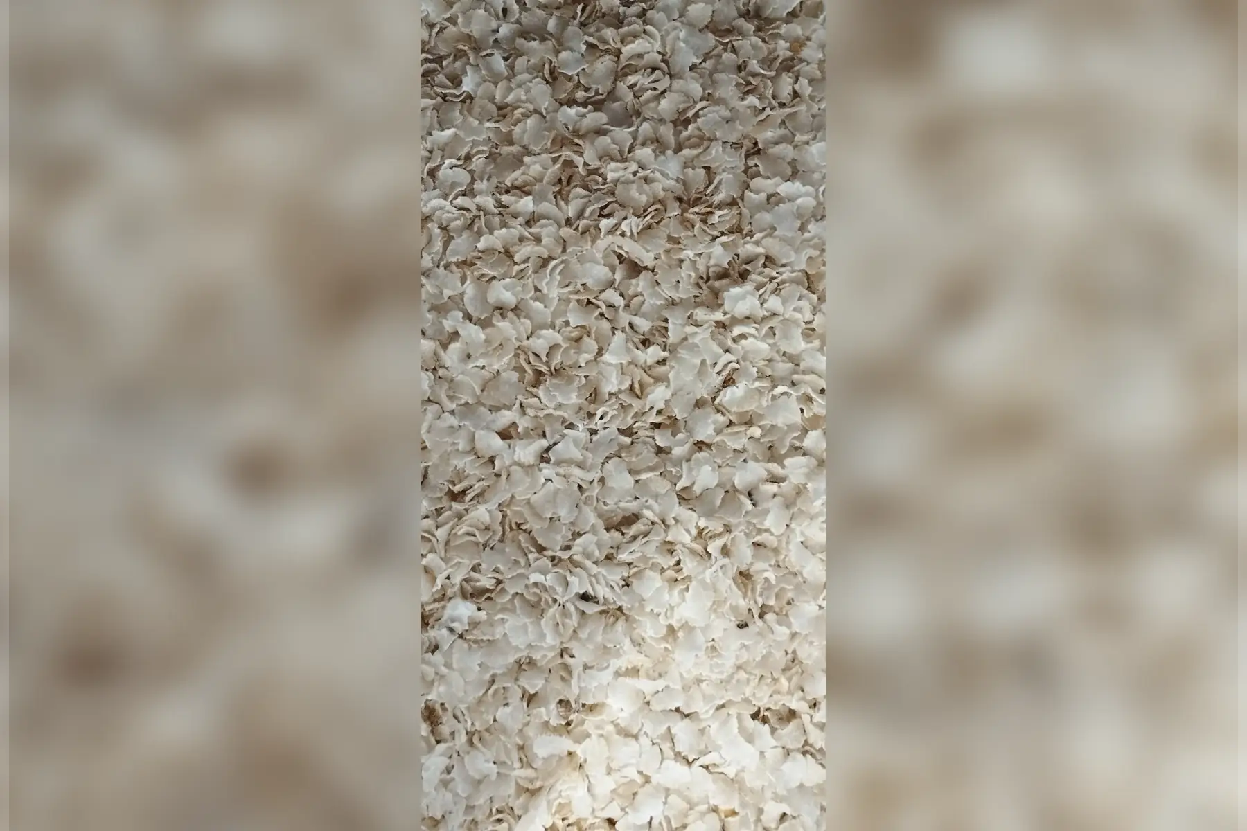 céréales : flocons de riz