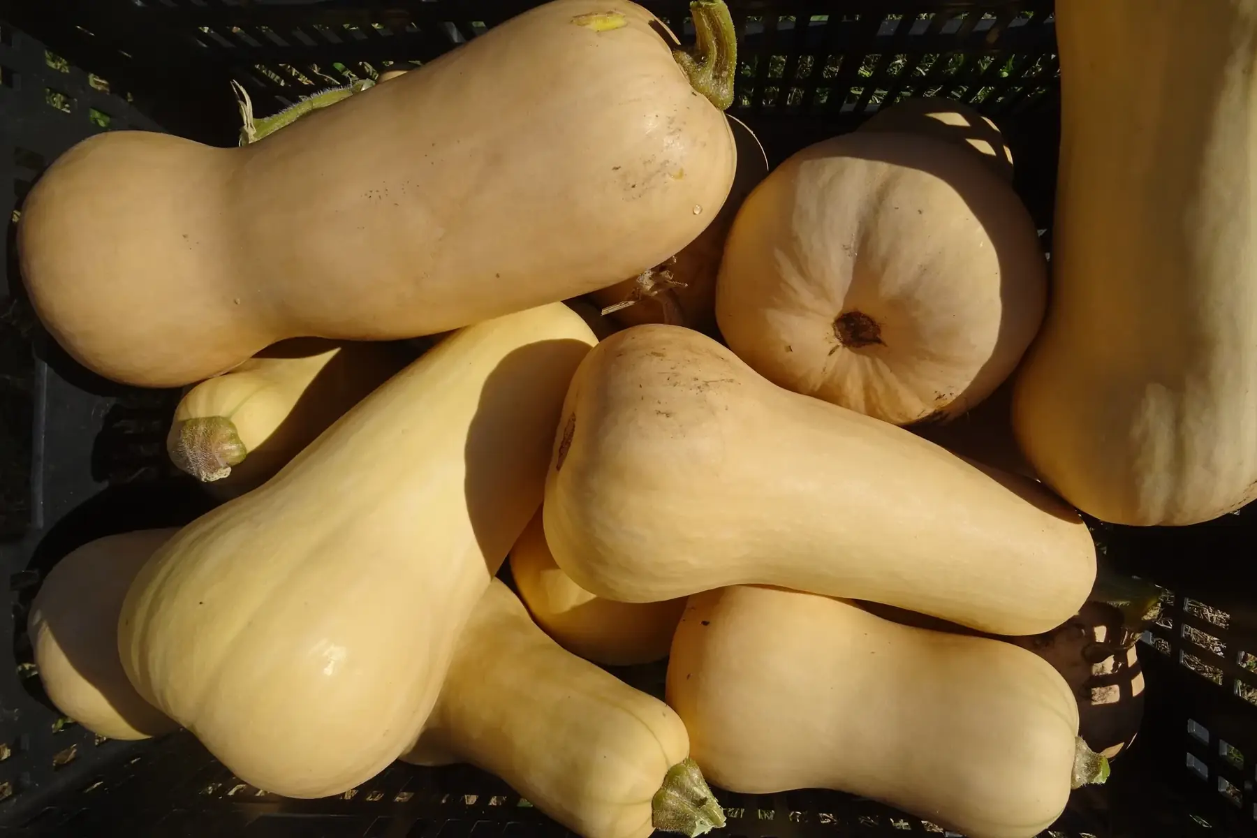 "Le jardin des mille pas"