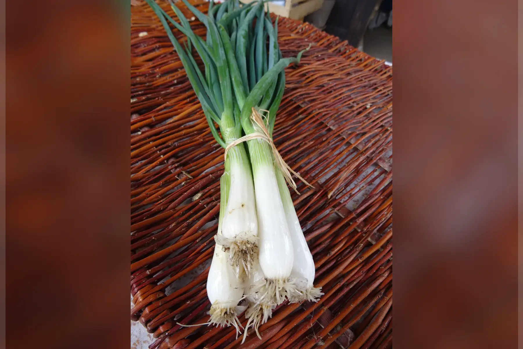botte oignon blanc frais