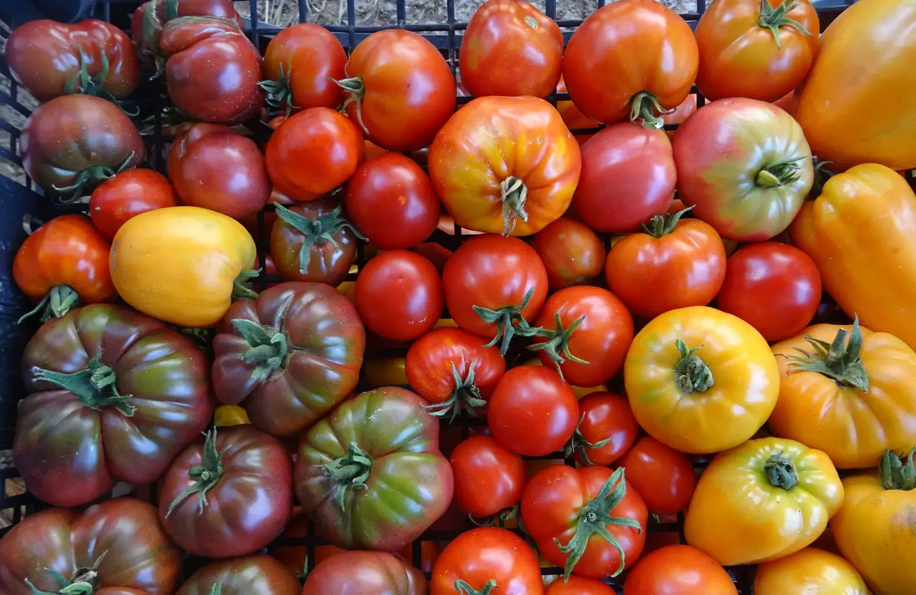 tomate