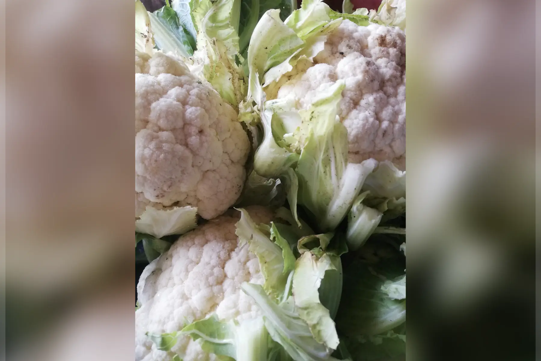 choux fleur