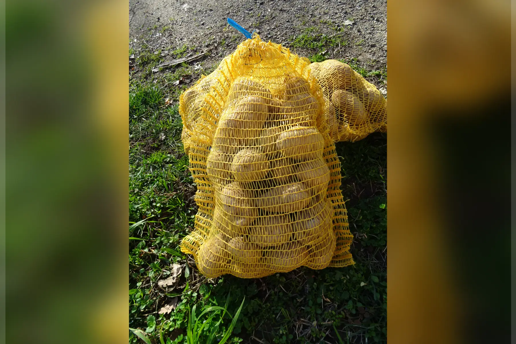 pomme de terre Desire soit 1.80€ kg