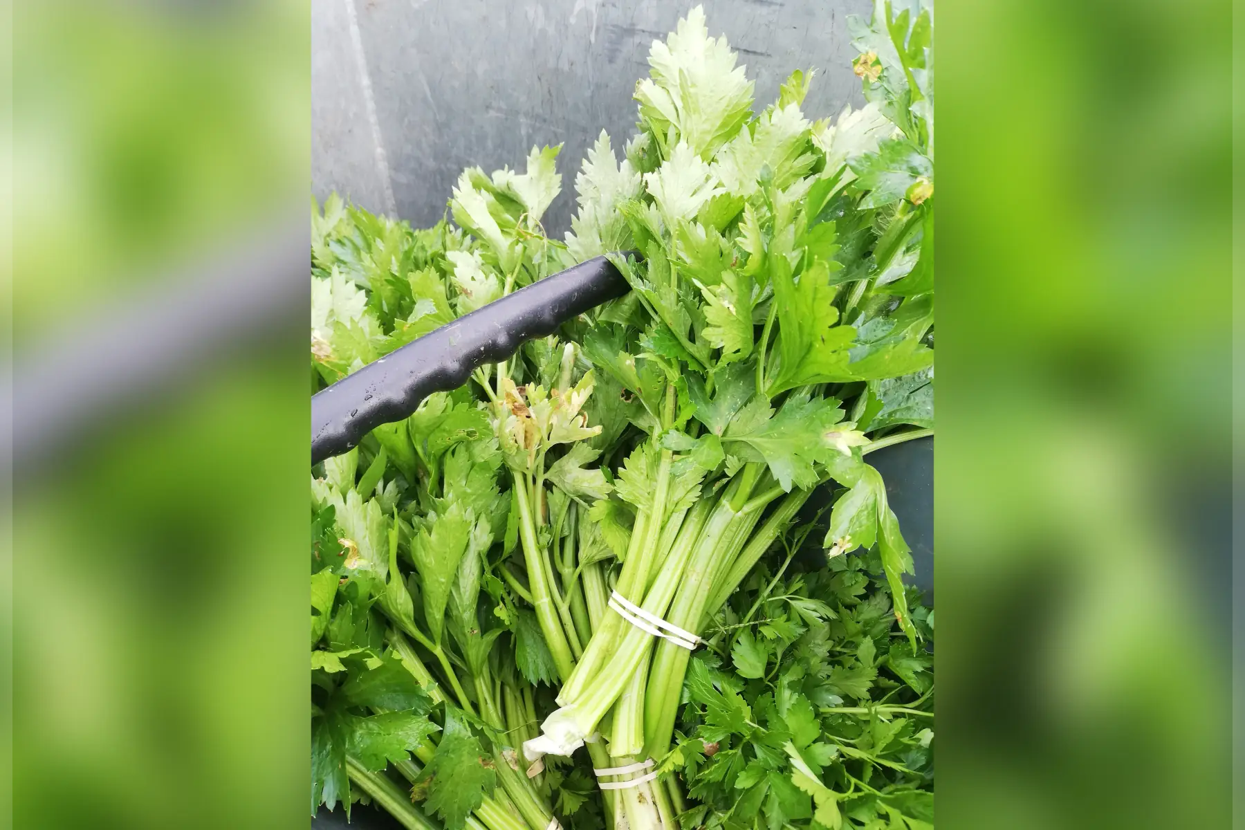 botte céléri branche