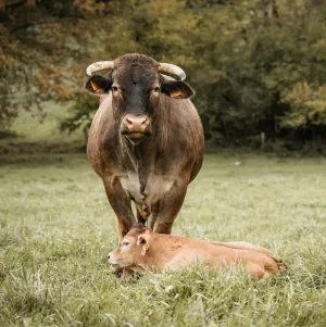 EARL LAUSI - Ferme Joseph