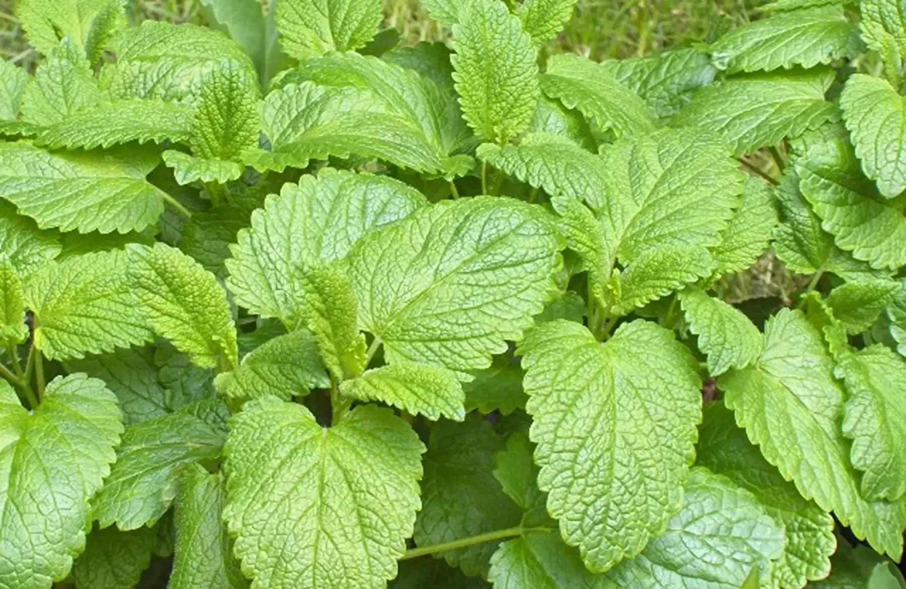 plante sèche mélisse