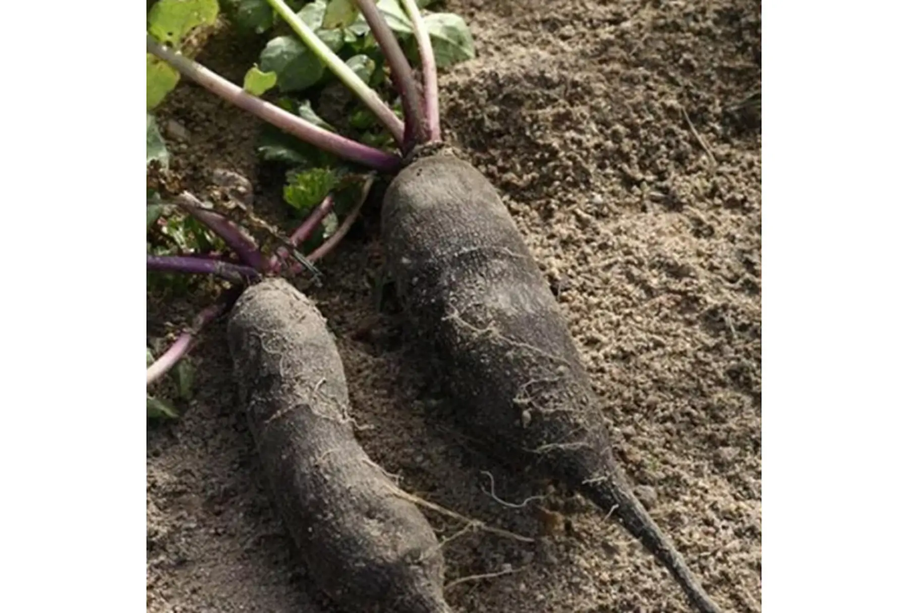 radis noir "poids d'horloge"