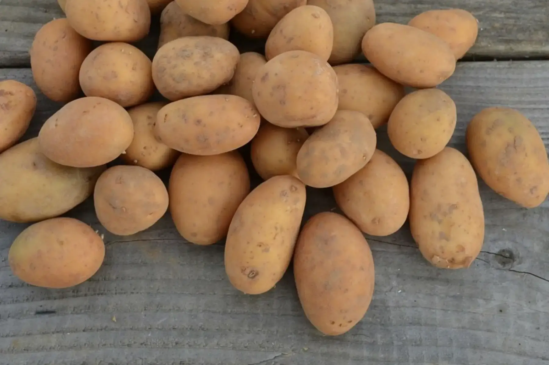 pomme de terre "monalisa"