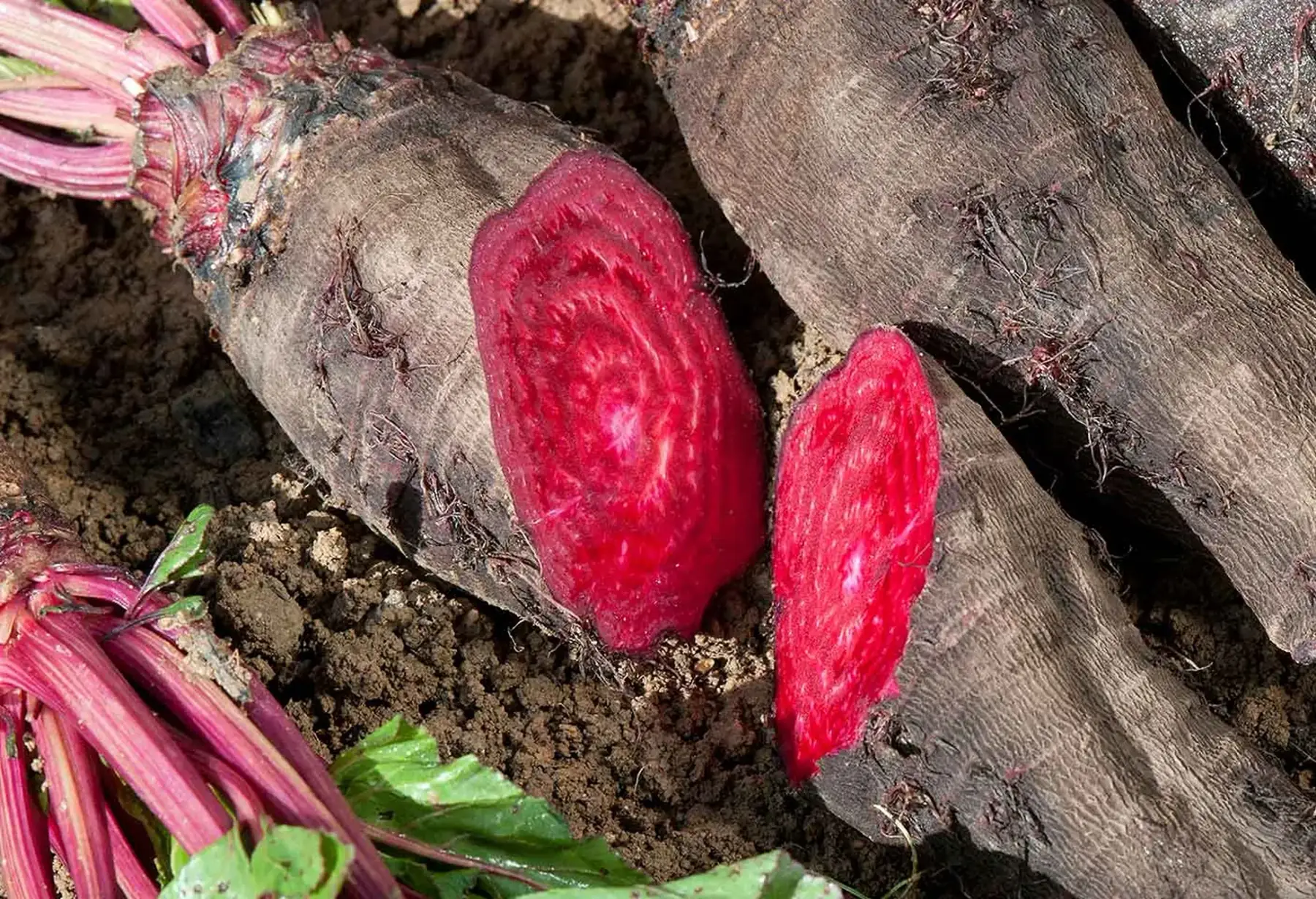 betterave "crapaudine"